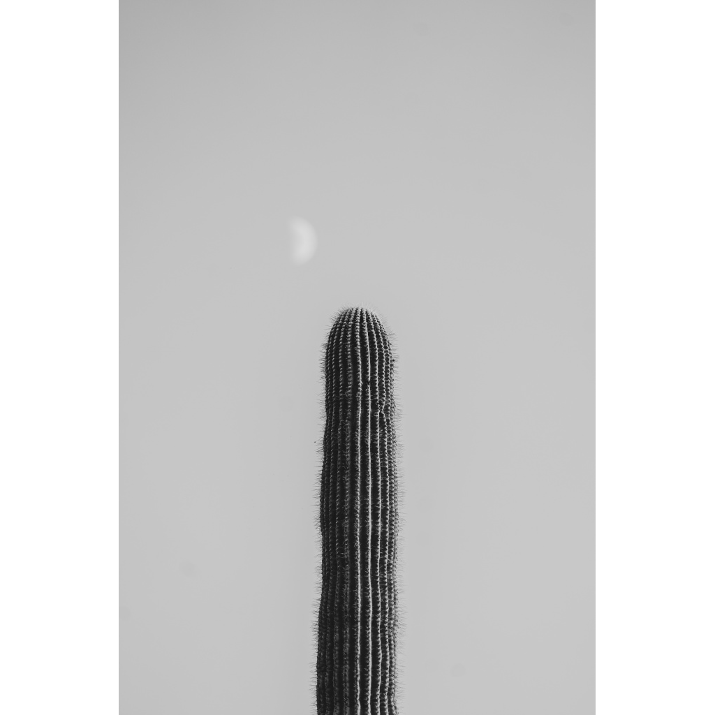 image_original_.png