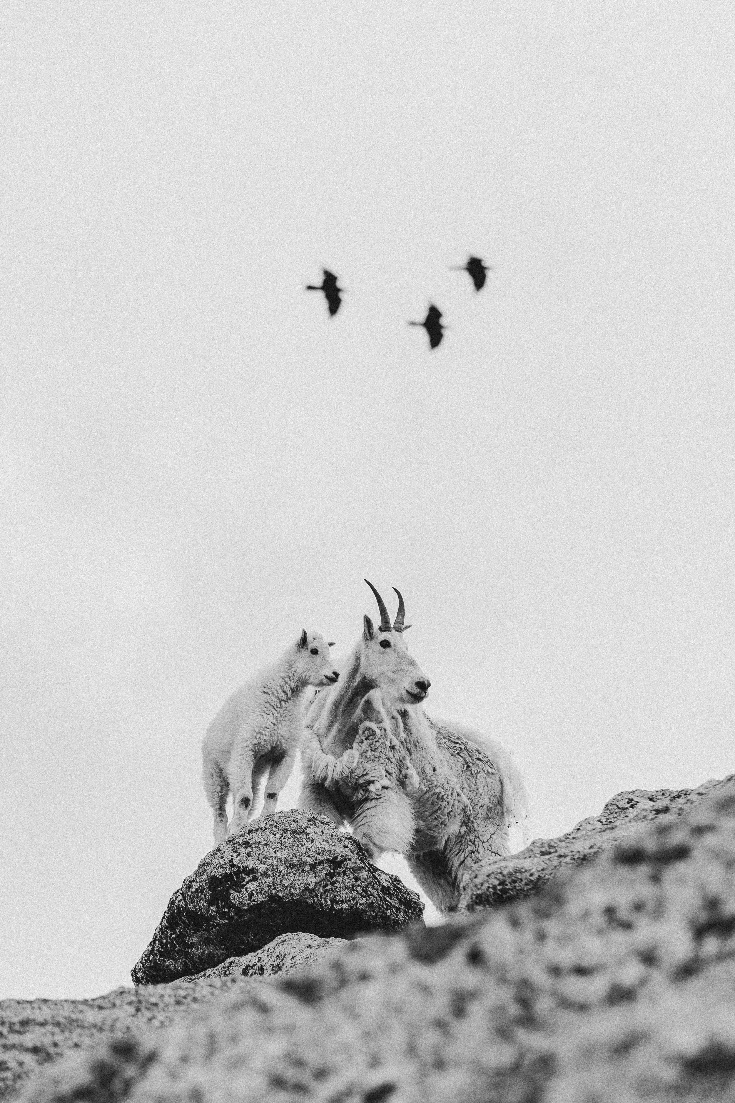Black and white photo of a mountain goat kid standing next to an adult mountain goat with curved horns, atop rocky terrain, with three flying birds in the sky above.
