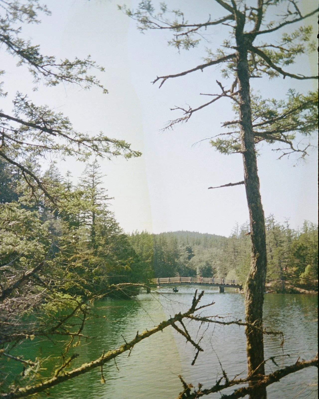 A natural scene with tall trees, a calm river, a wooden bridge, and a small boat on the water, under a clear sky.