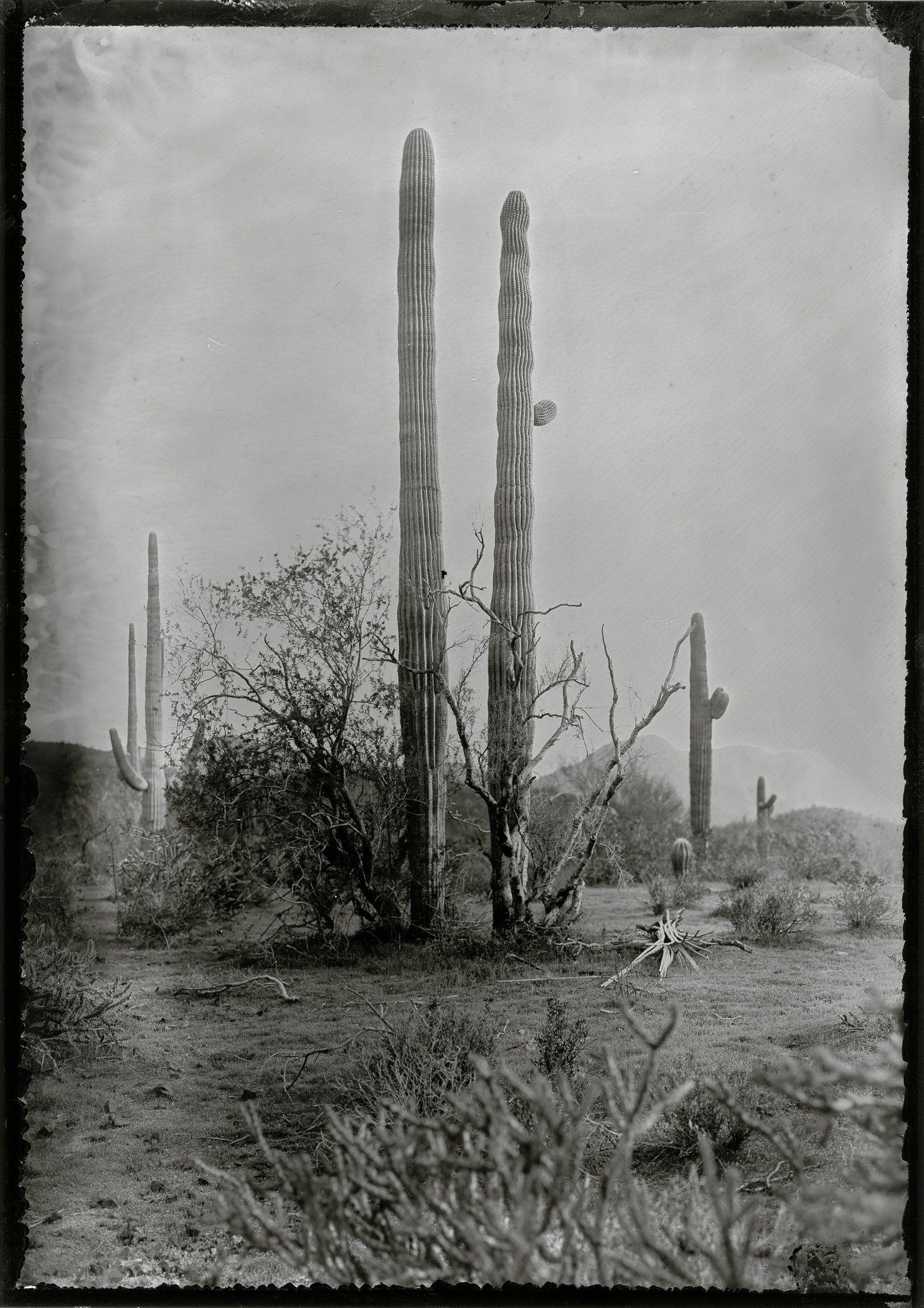 ironwood7.jpg