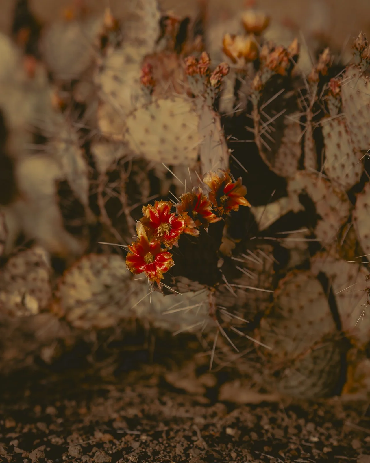 A Soft but Prickly Pair