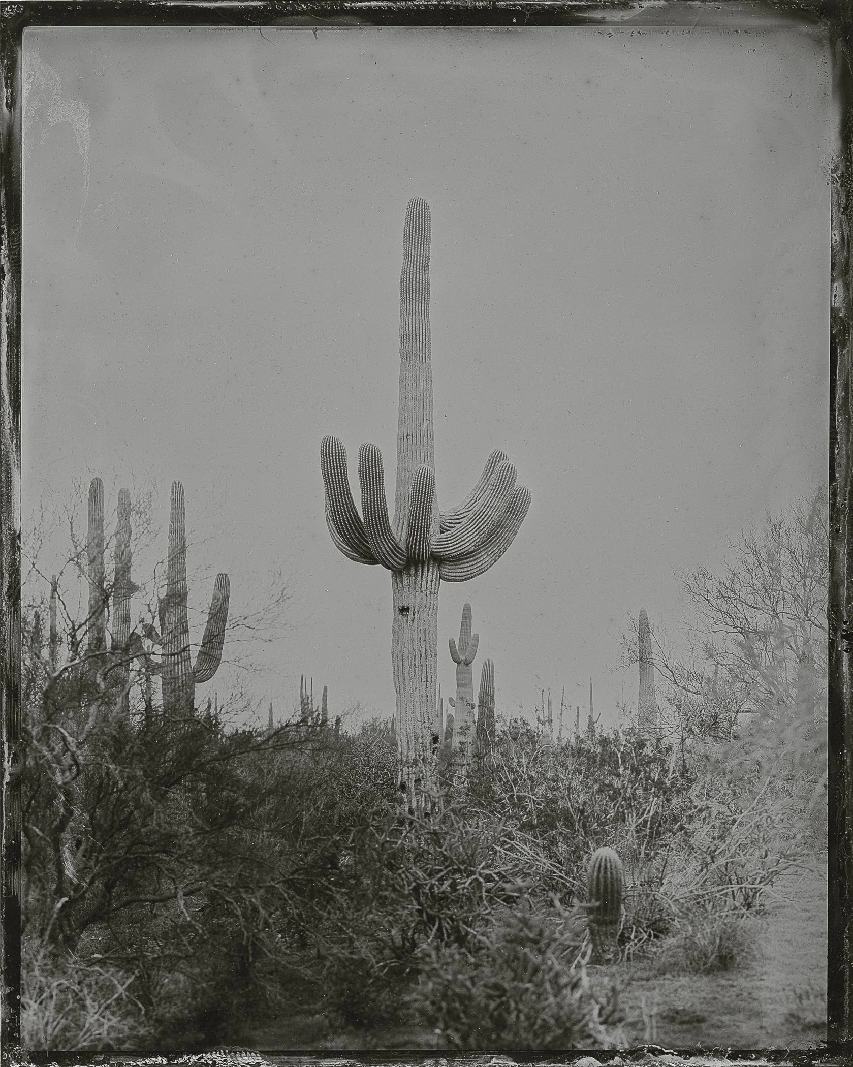 Ironwood5.jpg