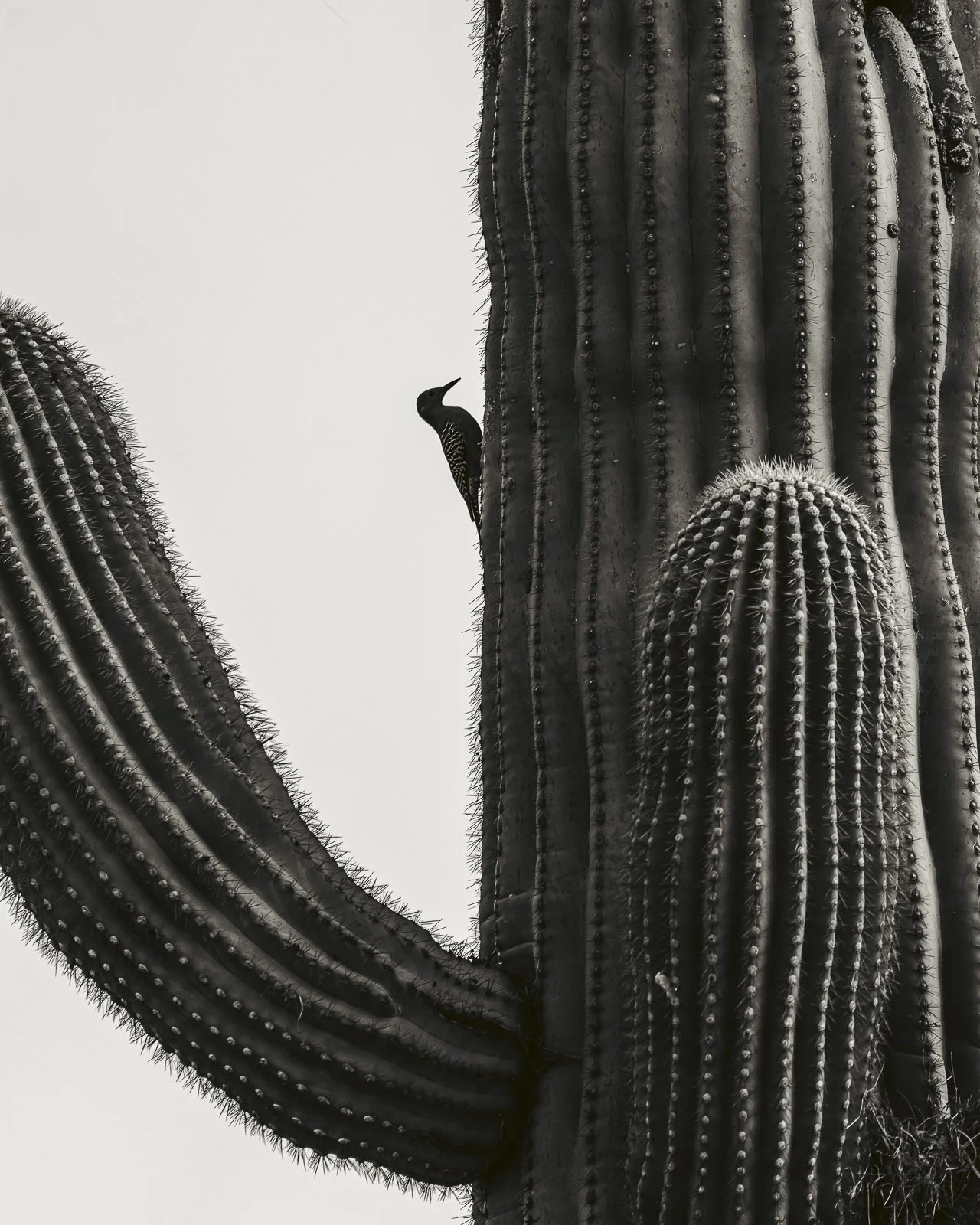 dumbpalm-1-8x10-print-2.jpg