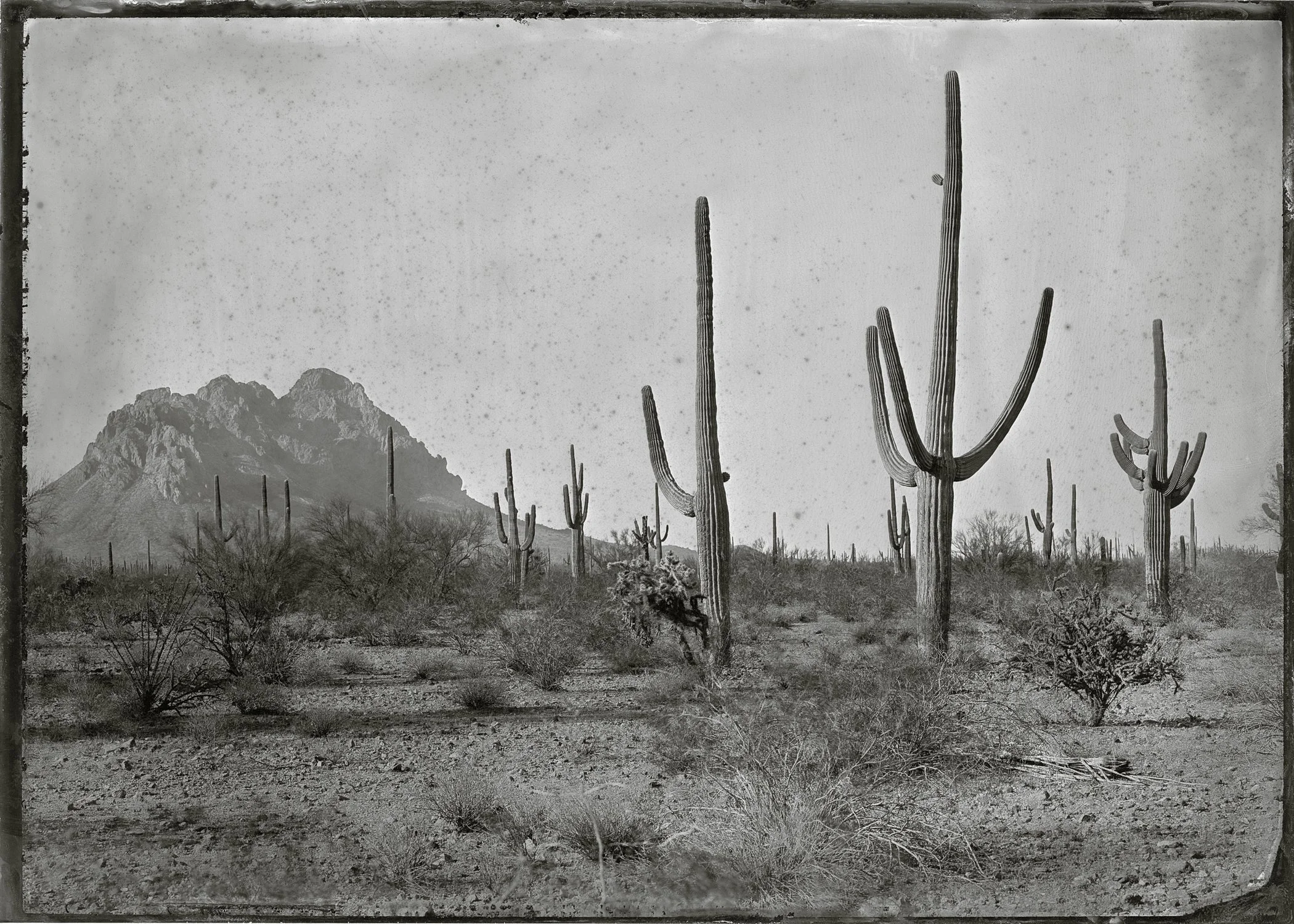 Ironwood3.jpg
