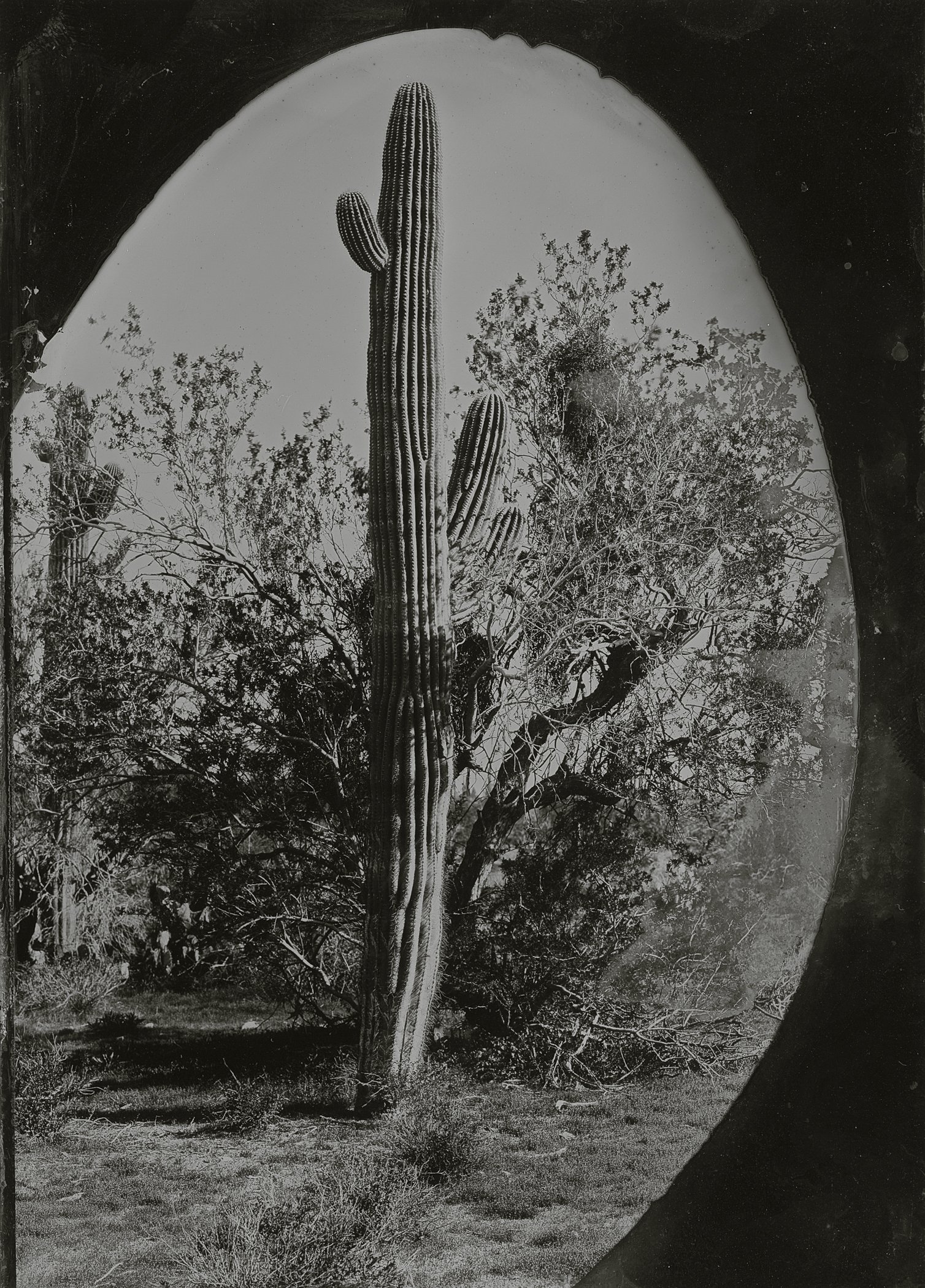 ironwood6.jpg