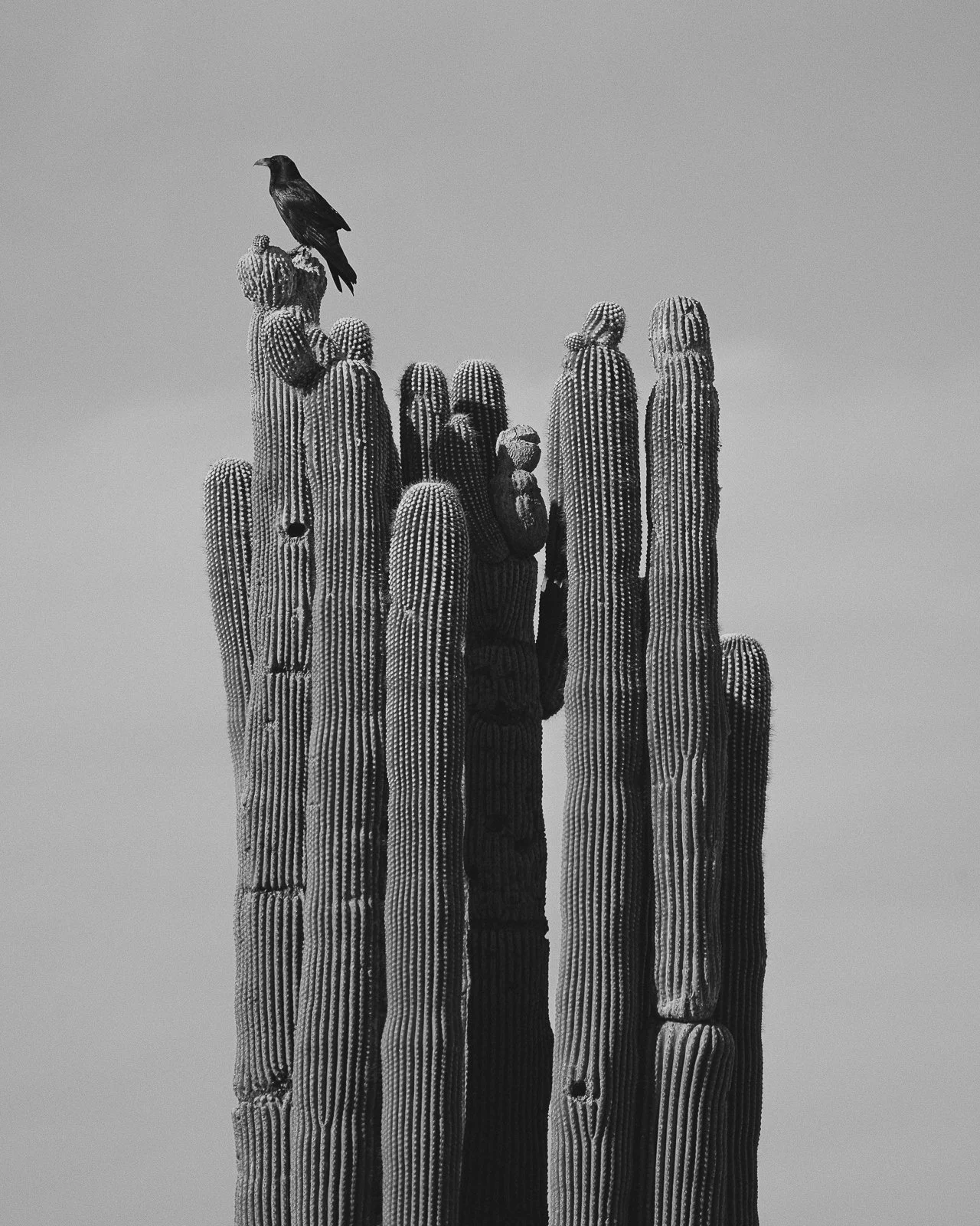 Perched