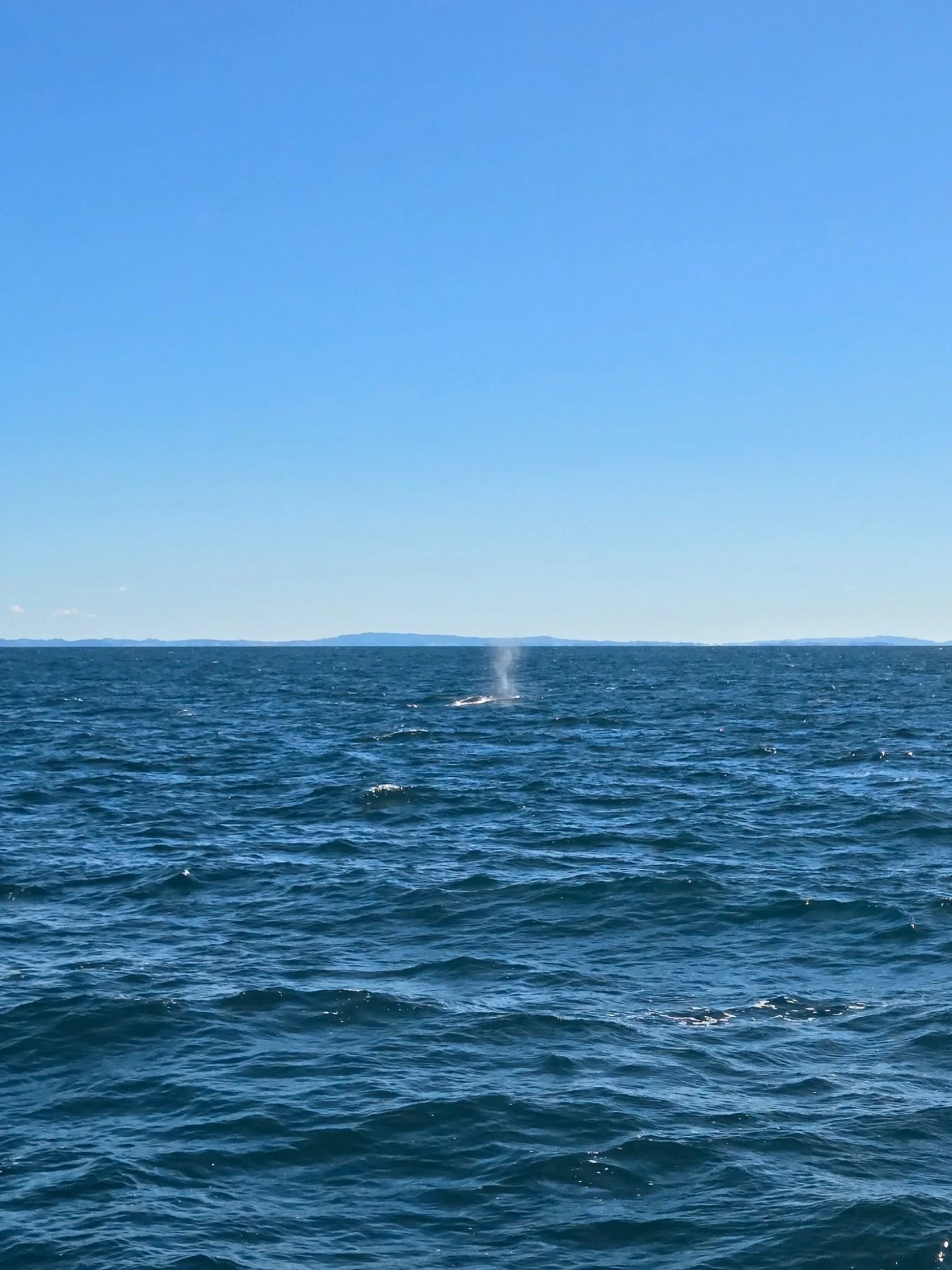Whale+Auckland+Whale+%26+Dolphin+Safari+Auckland+New+Zealand+Modern+Family+Travel.jpg