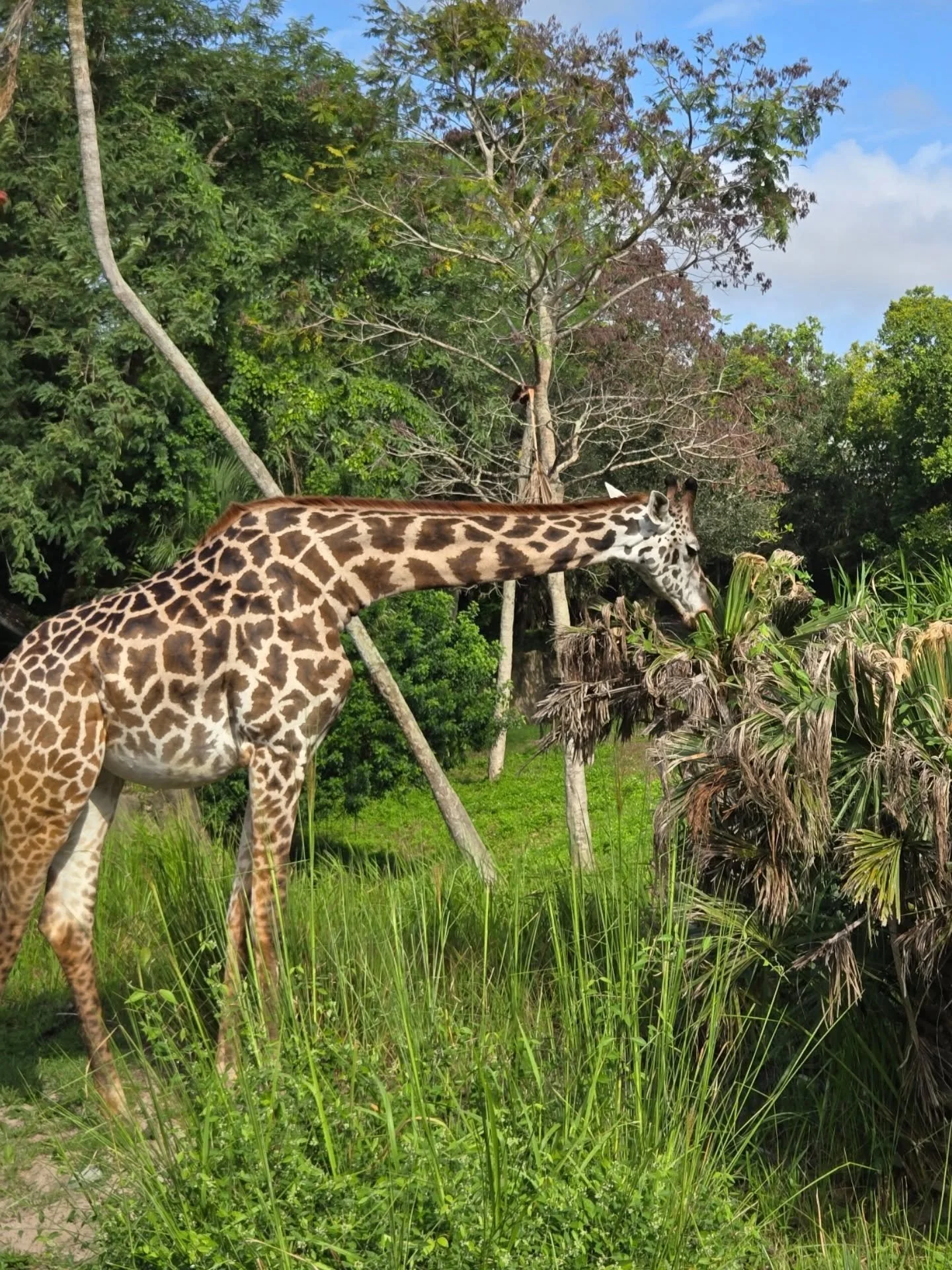 Get up close with some of your favorite animals at Disney's Animal Kingdom 🌳 when you take a ride on Kilimanjaro Safari. The best part... no two trips around the safari grounds are alike!!! 🙌

What animal are you hoping to spot? 🐒🐆🦁🦓🐗🦒🐘🦏🐊?