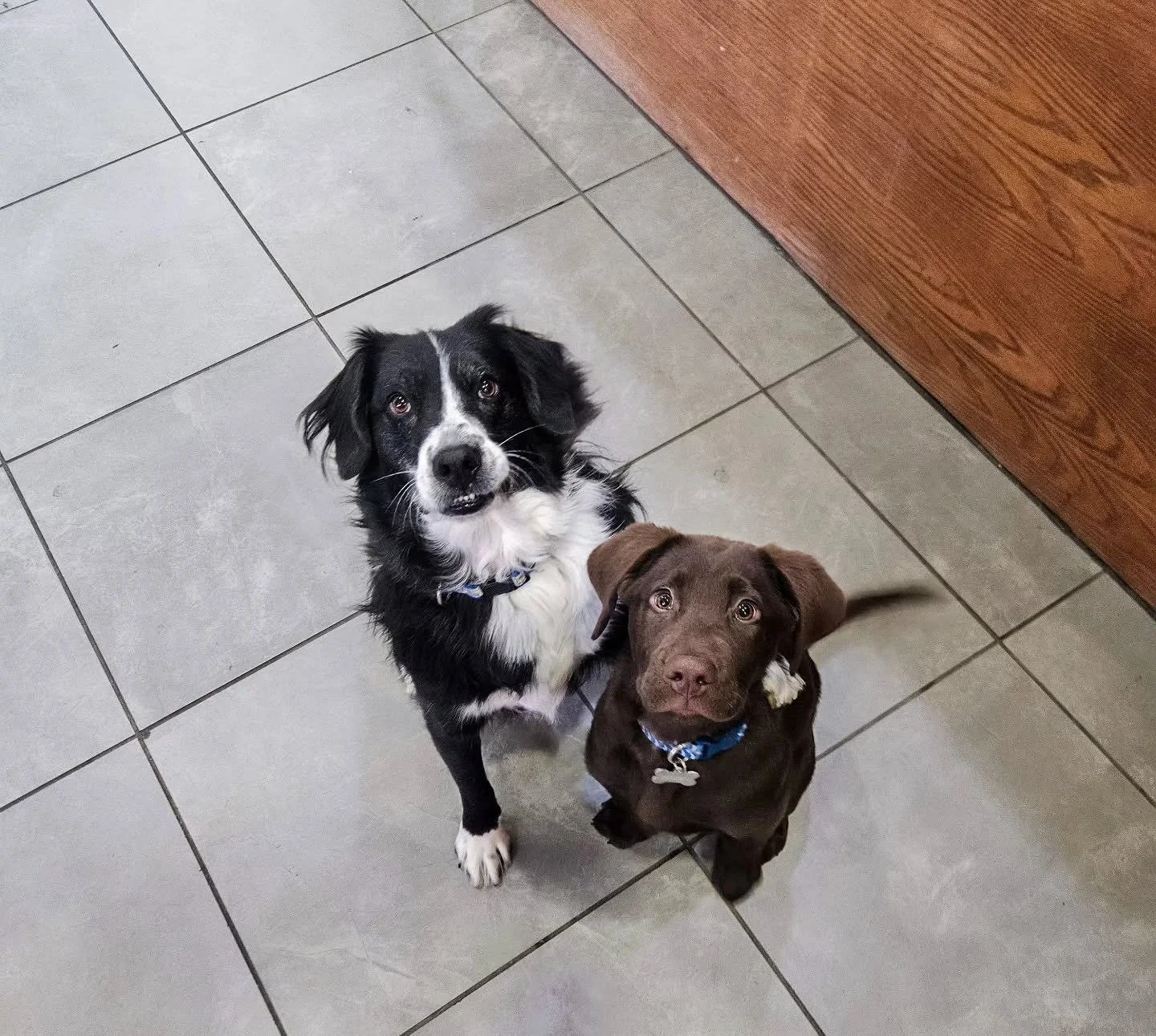 🐾 Pet of the Month! 🐾 

This month's pet of the month is an adorable duo, Wallen and Bruin! These sweet boys always make our day here at the office. 🐶 

We have a special event coming up for all West Run pets, so keep an eye out on our page! 👀 


