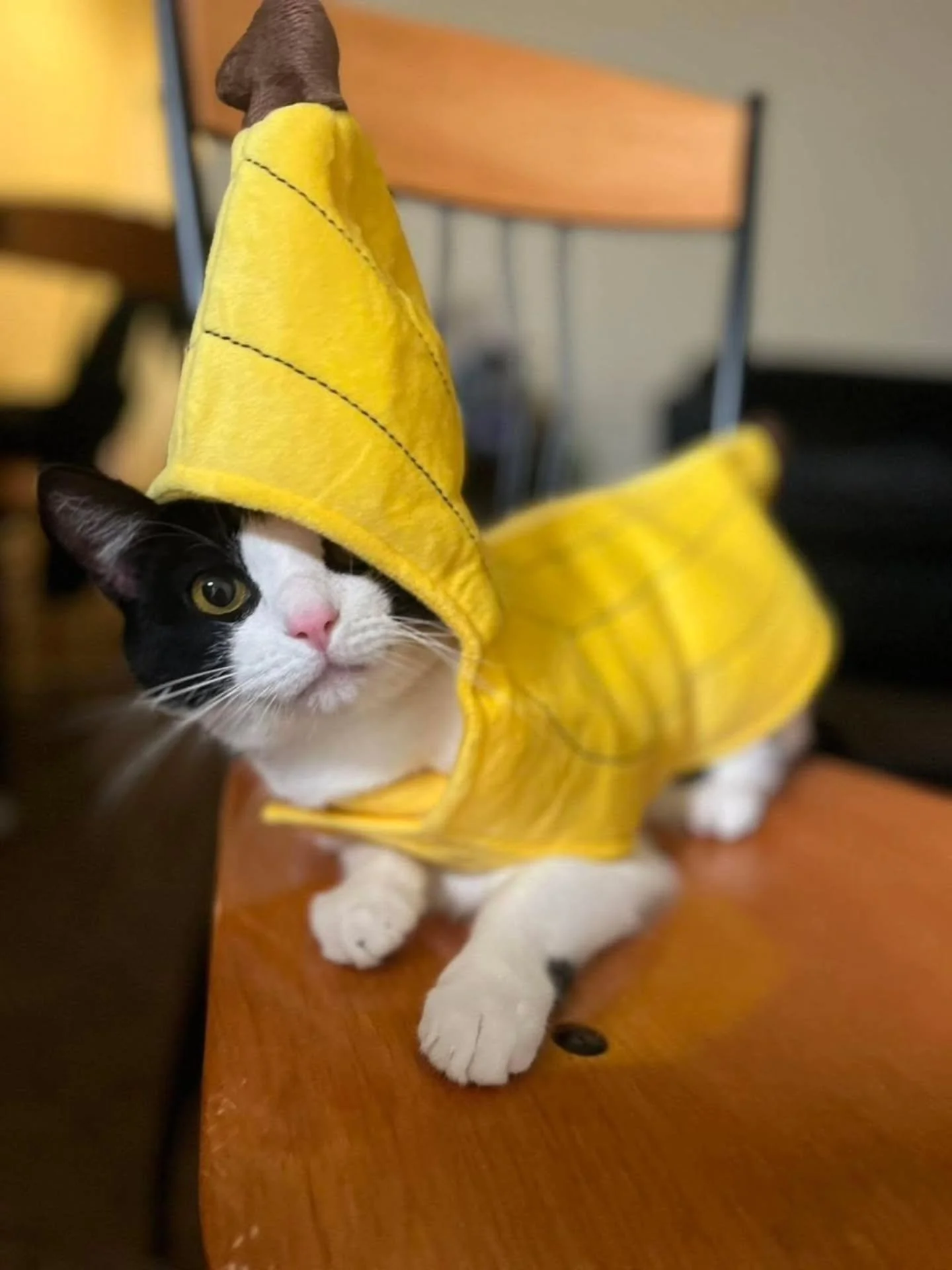 Pet Costume Contest - Round One! 🐾

Here are our first round of competitors! To vote for your favorite, come down to the office to cast your vote!

To be entered in the next round, DM us a photo of your pet in their costumes. May the best pets win! 