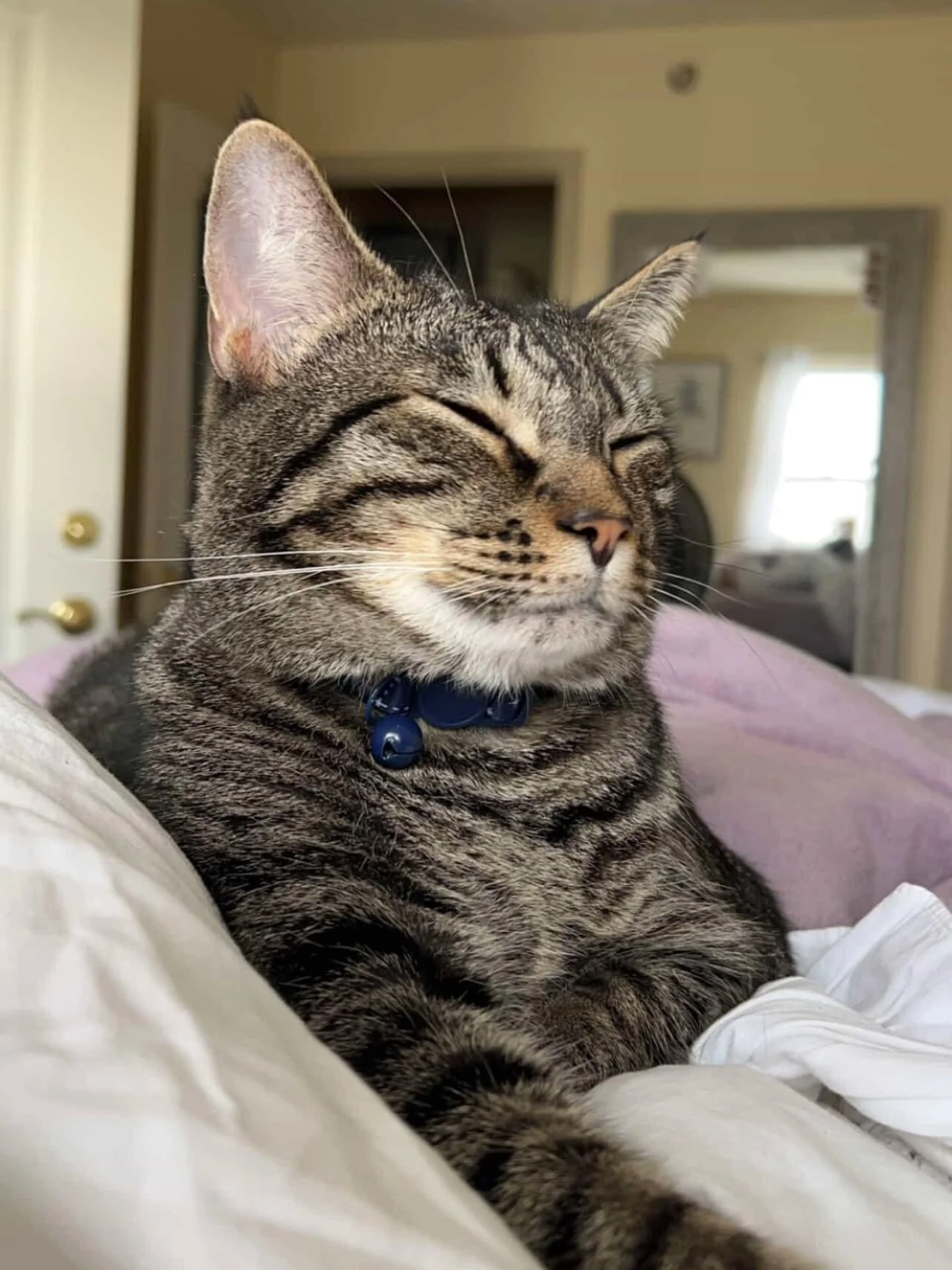 🐾 Pet of the Month! 🐾 

This month's pet is Dunkin, a sweet little tabby! Keep an eye on our page for more pet posts and events! 

#westrunapartments #morgantownrealestate #petofthemonth