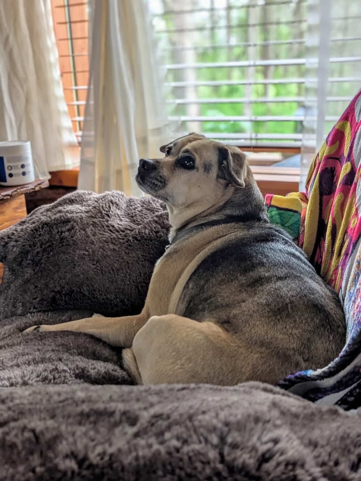 Everyone meet Serena, our pet of the month for January!! 

She enjoys talking walks🐾, her Lamb Chop🐑, and of course taking naps💤
#petofthemonth #dogmom #lambchopdogtoy #westrun #studenthousing