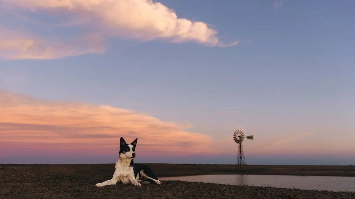 I am a little bit behind with my Unleashed Education Embark Challenge posts. The first image was my submission for the &lsquo;Dogscapes&rsquo; challenge, the rest were other images I took for the challenge but didn&rsquo;t quite think made the cut. 

