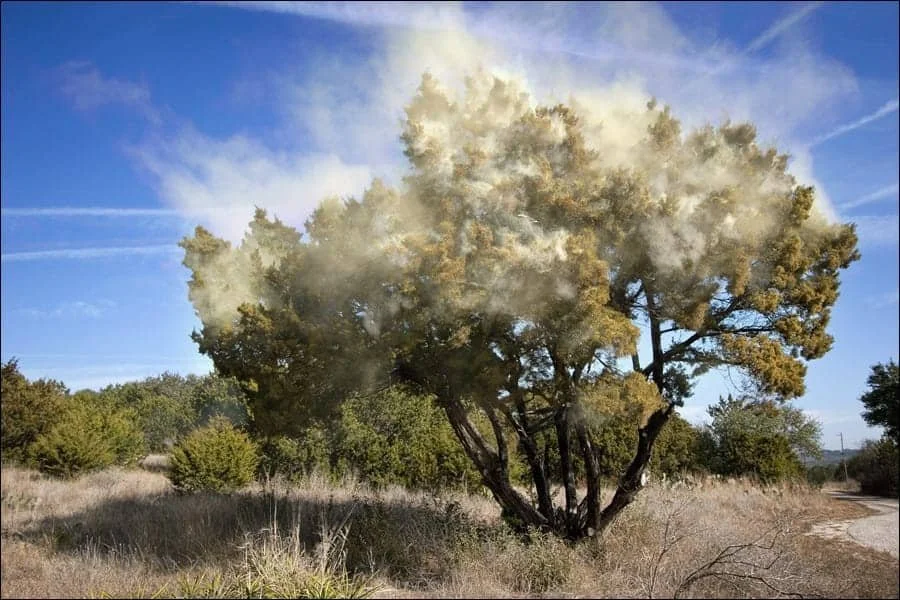 Invasive Species Alert: Why Cedar Removal Matters More Than Ever