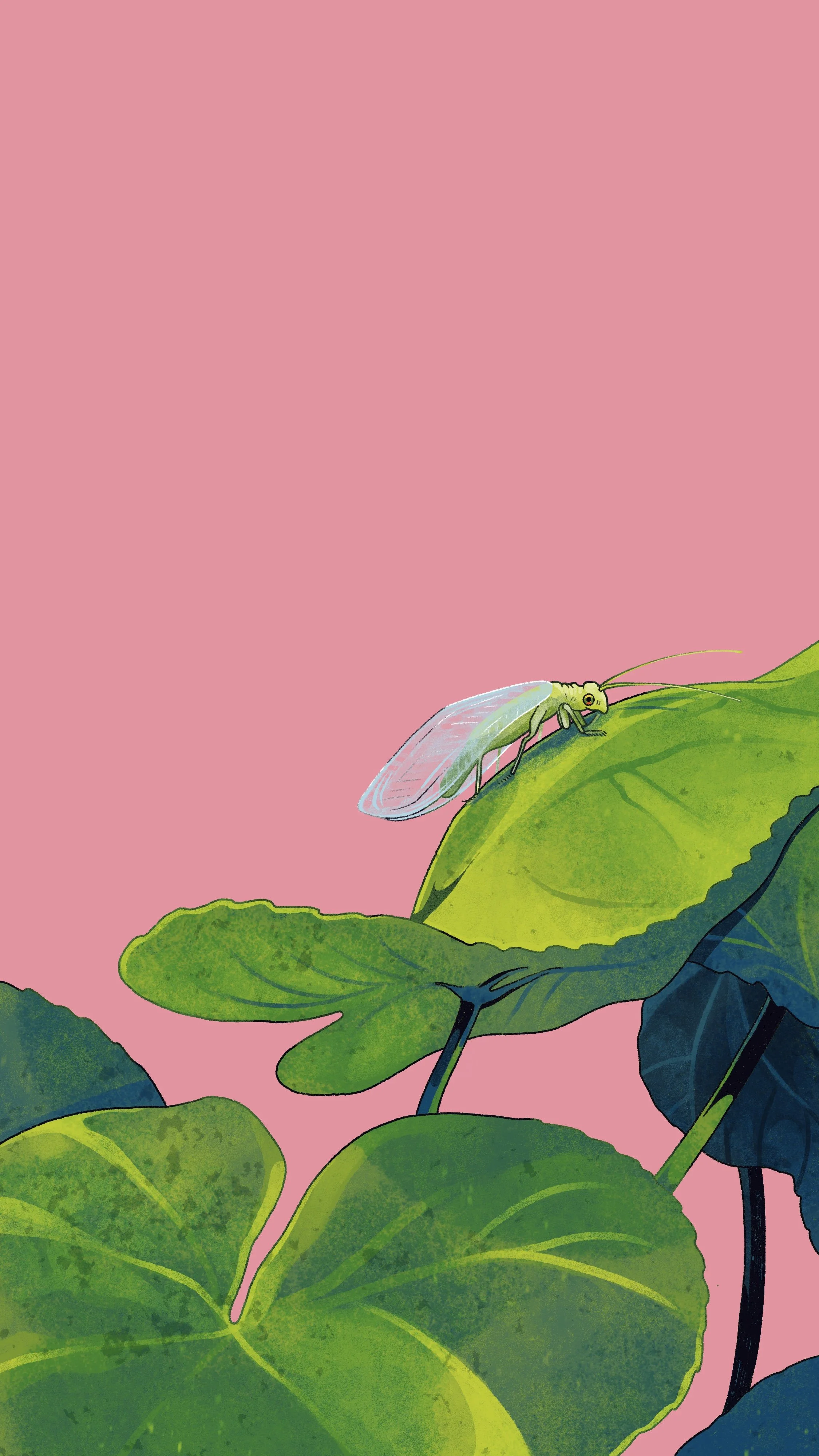 Illustration for Lincoln Park Zoo on beneficial predatory insects