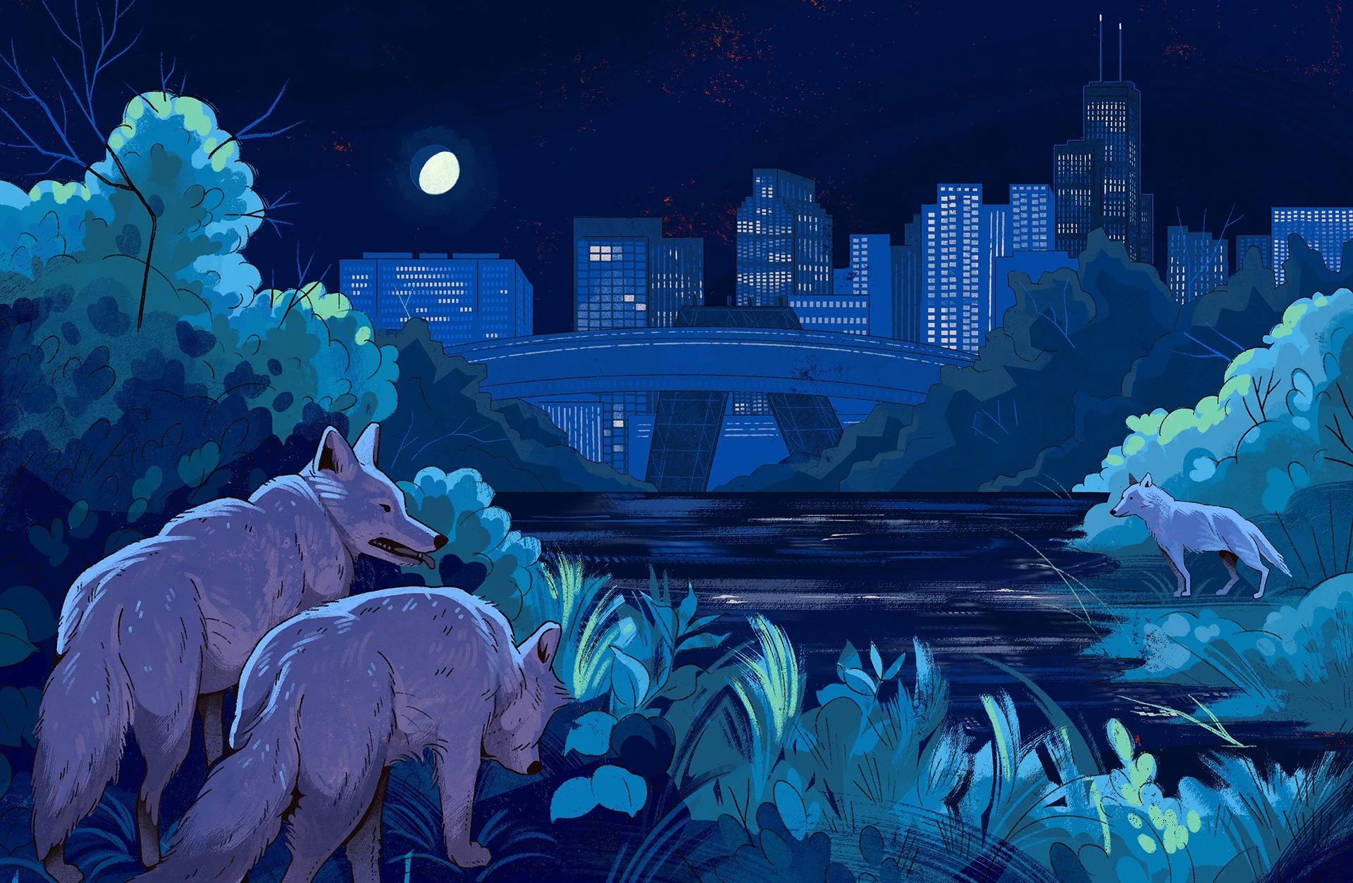 Misunderstood Creatures_Coyotes in Chicago.jpg