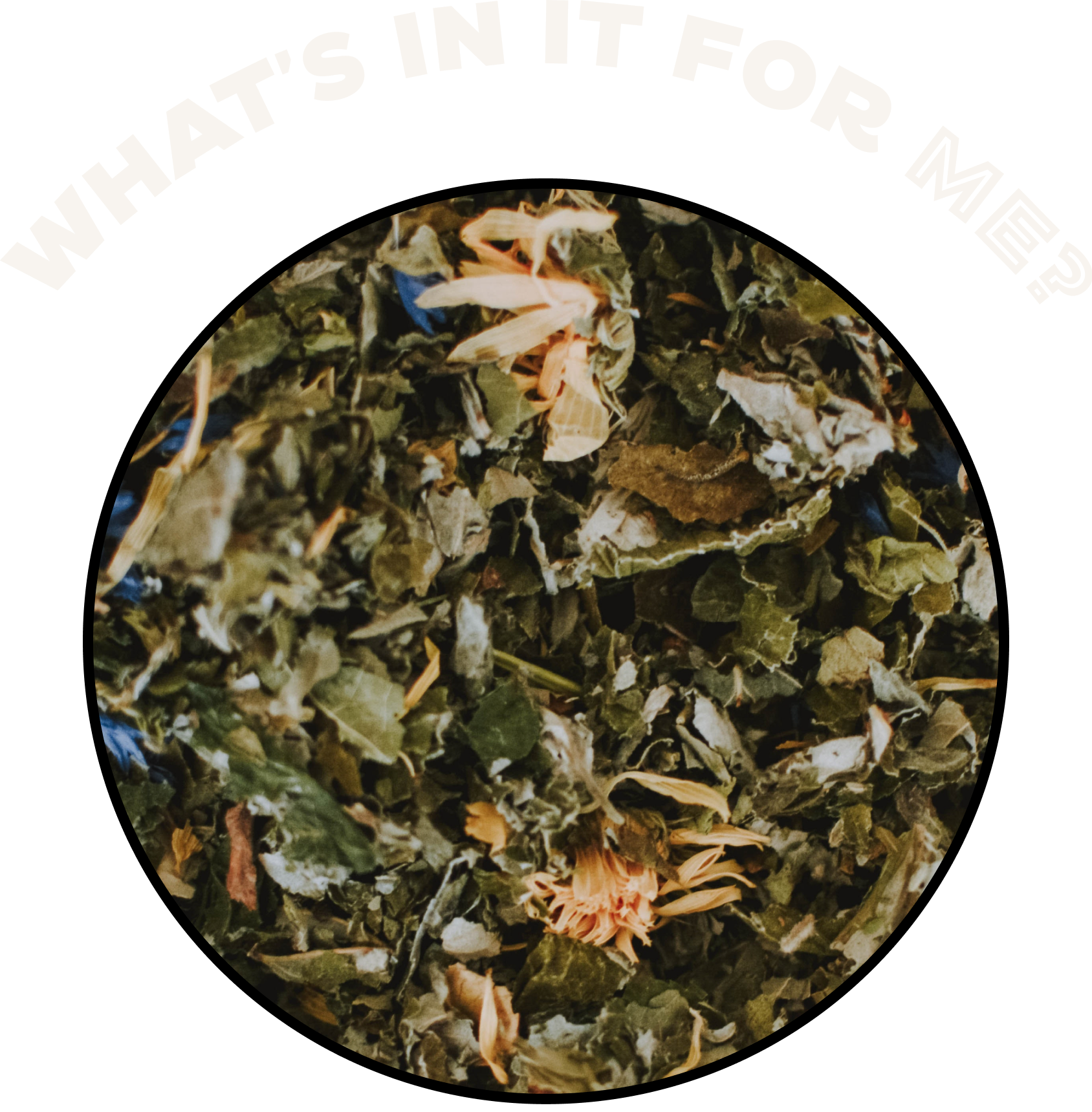blend of nootropic herbs