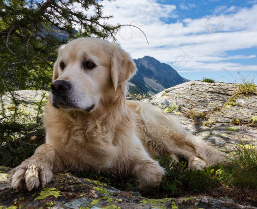 TESTIMONIAL - Cheryl, Boise.png