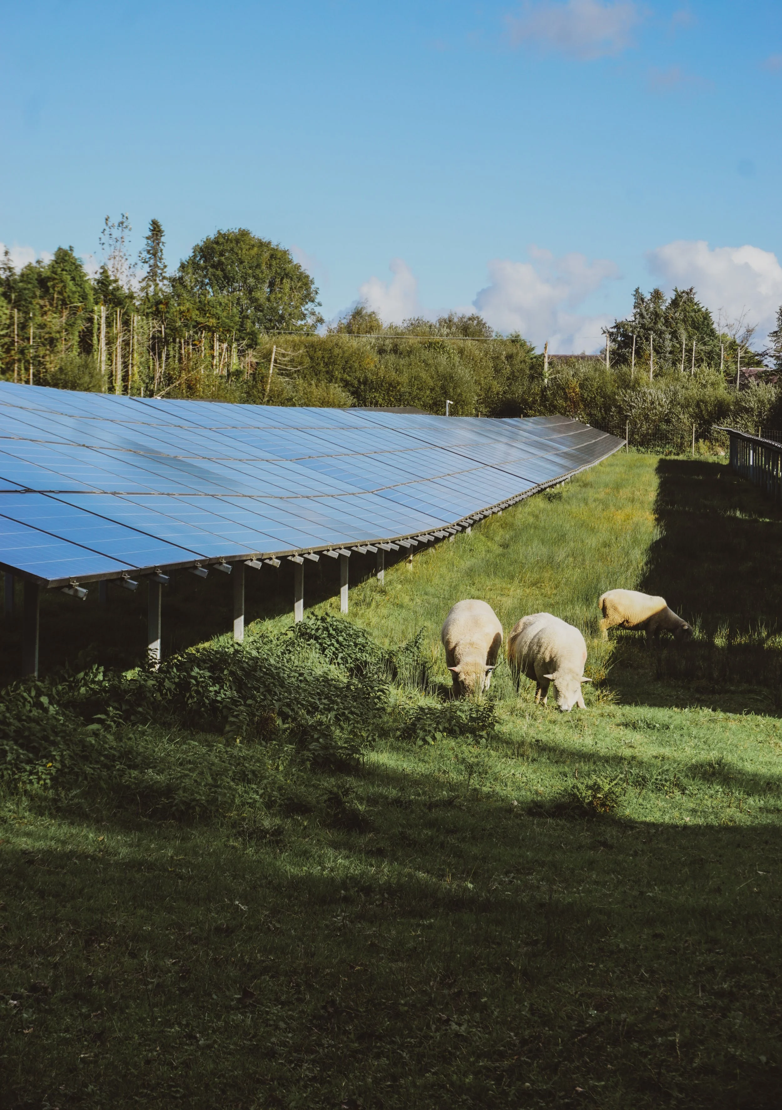 Living Landscapes - Meet the Sheep
