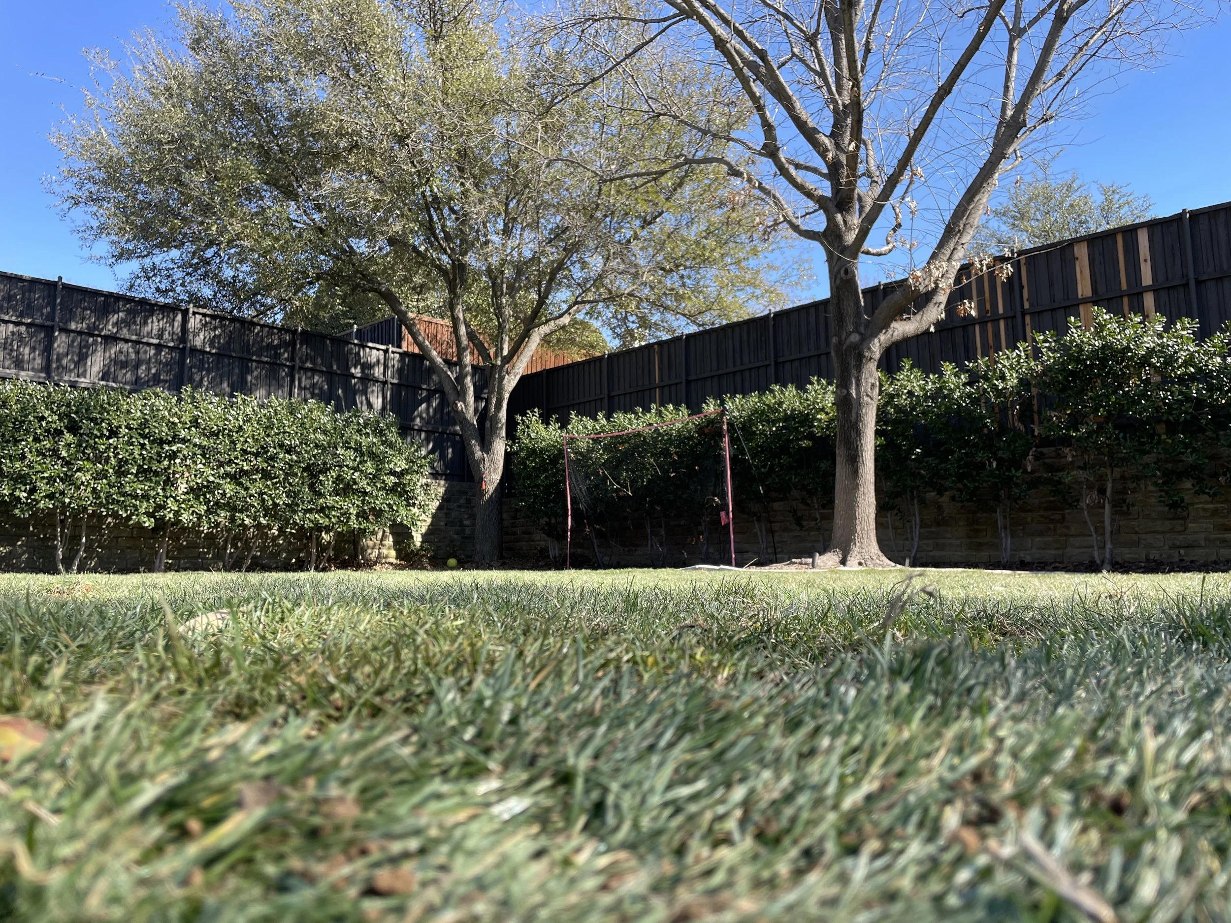 A backyard with green grass, two trees, green bushes, and a black wooden fence under a clear blue sky.