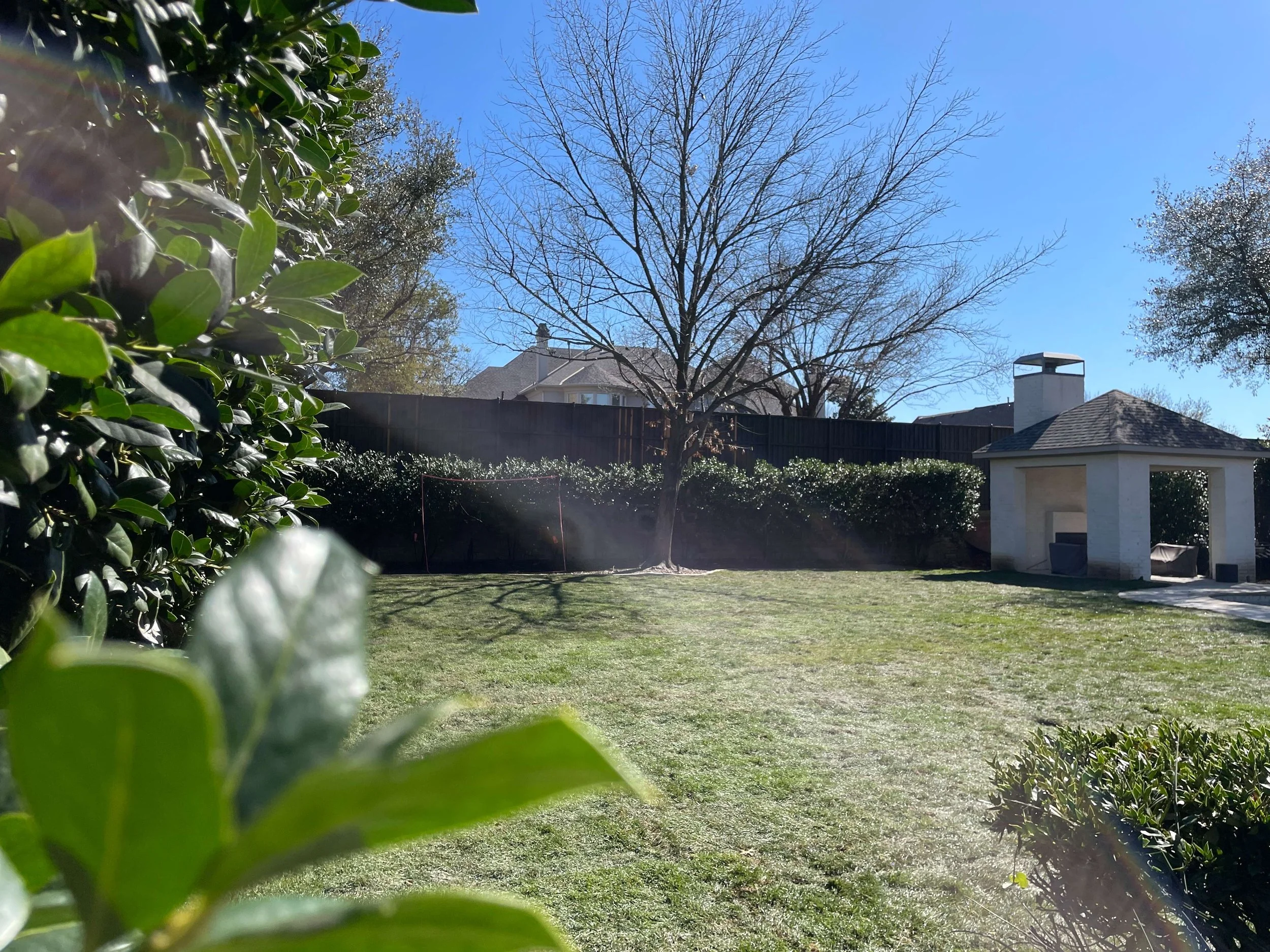 A backyard with green grass, a leafless tree, and a small white patio structure under a clear blue sky with bright sunlight.