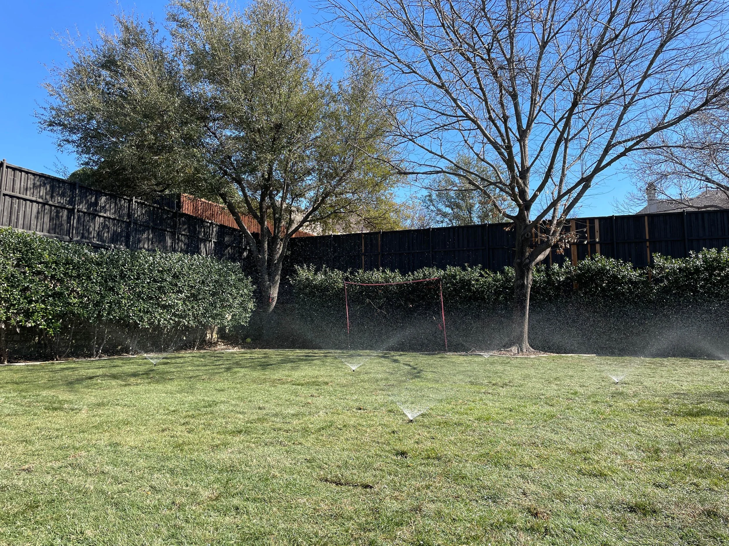 A backyard lawn with sprinklers watering the grass, two trees without leaves, bushy plants along a black wooden fence, and a clear blue sky.