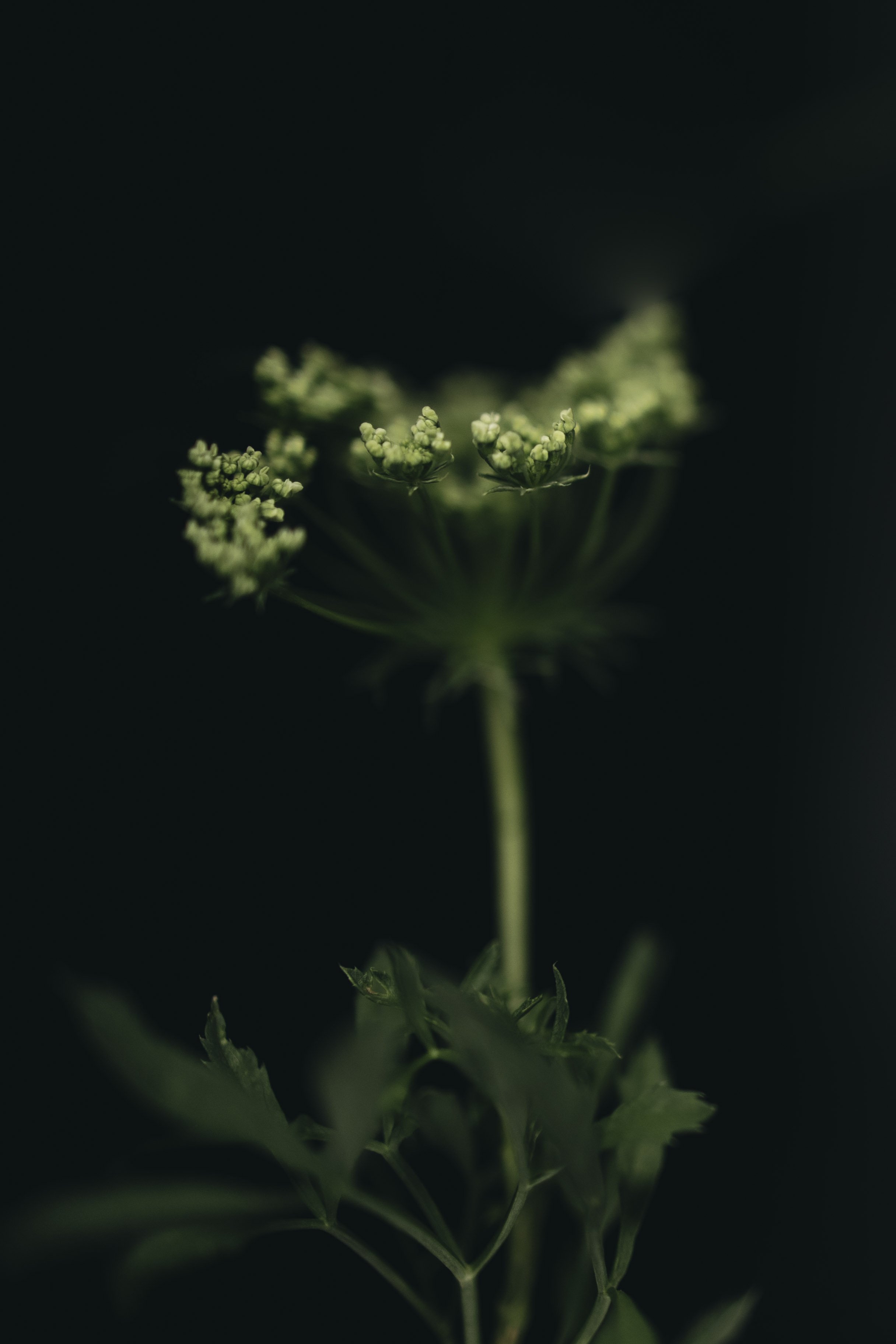 0D9A4711.jpg