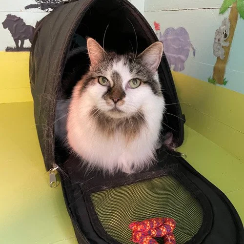 jaspers-cat-hotel-happy-guest-4.jpg