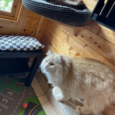 jaspers-cat-hotel-happy-guest-1.jpg