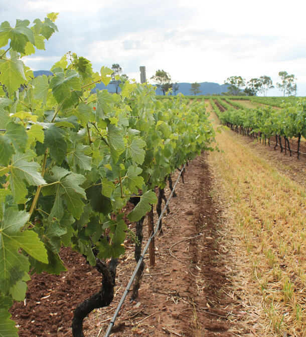 Hunter Valley, NSW Australia