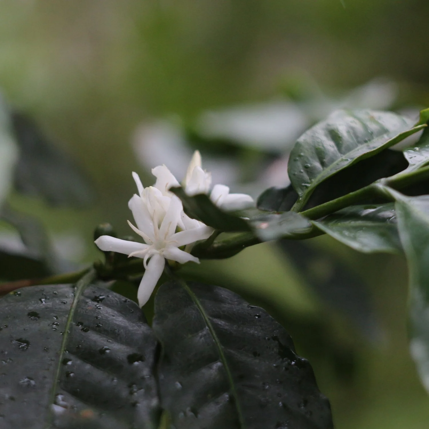 Un tesoro puede ocultar otro tesoro - Santa Fe Coffee Estate episode artwork