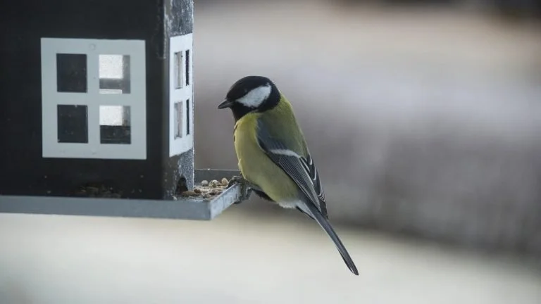 Spring Bird Feeder Ceramic Workshop 9th & 17th May