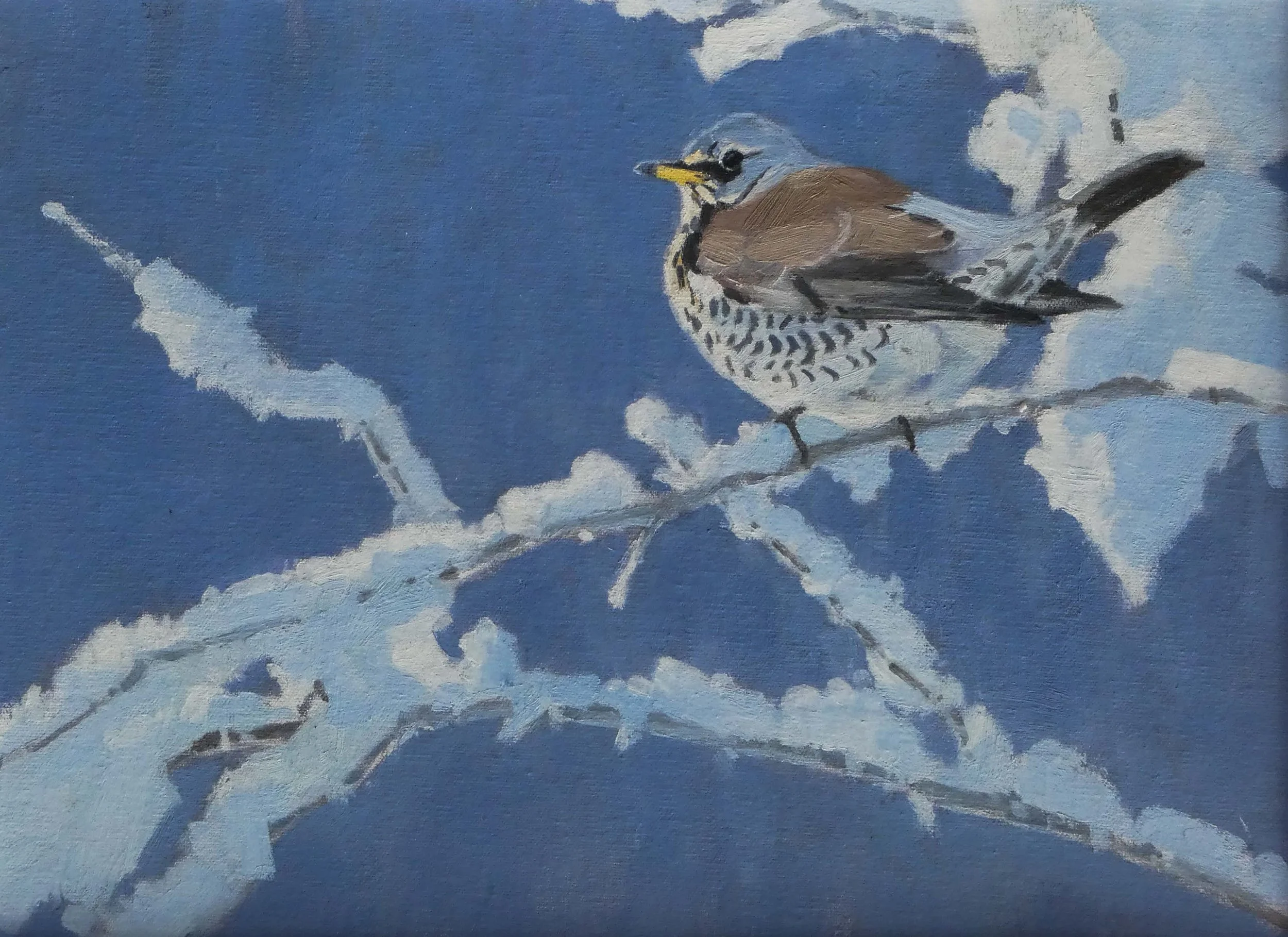 Fieldfare.JPG