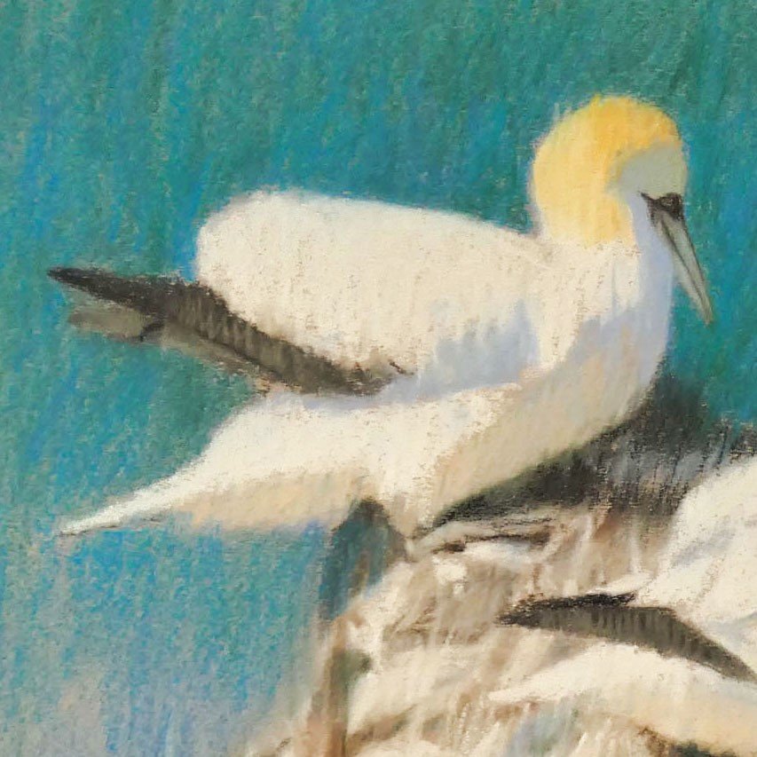 Gannets c.jpg