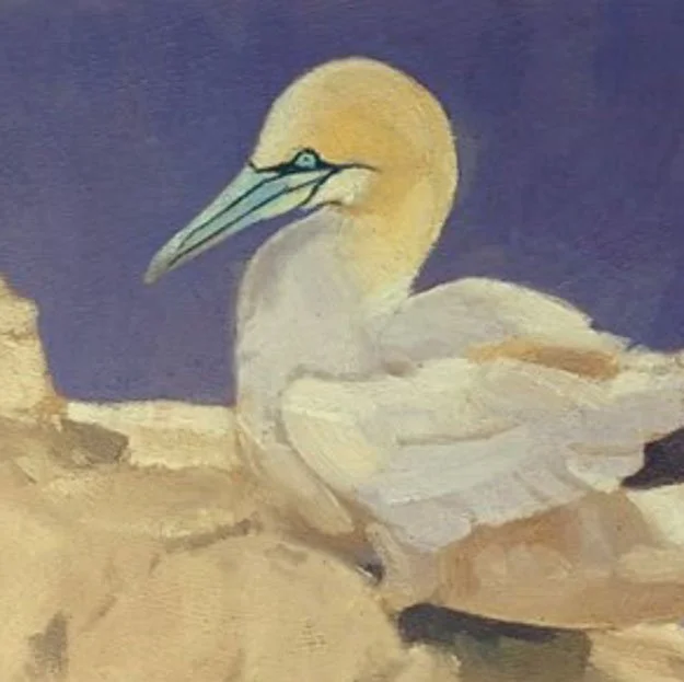 Gannet 2_edited.jpg