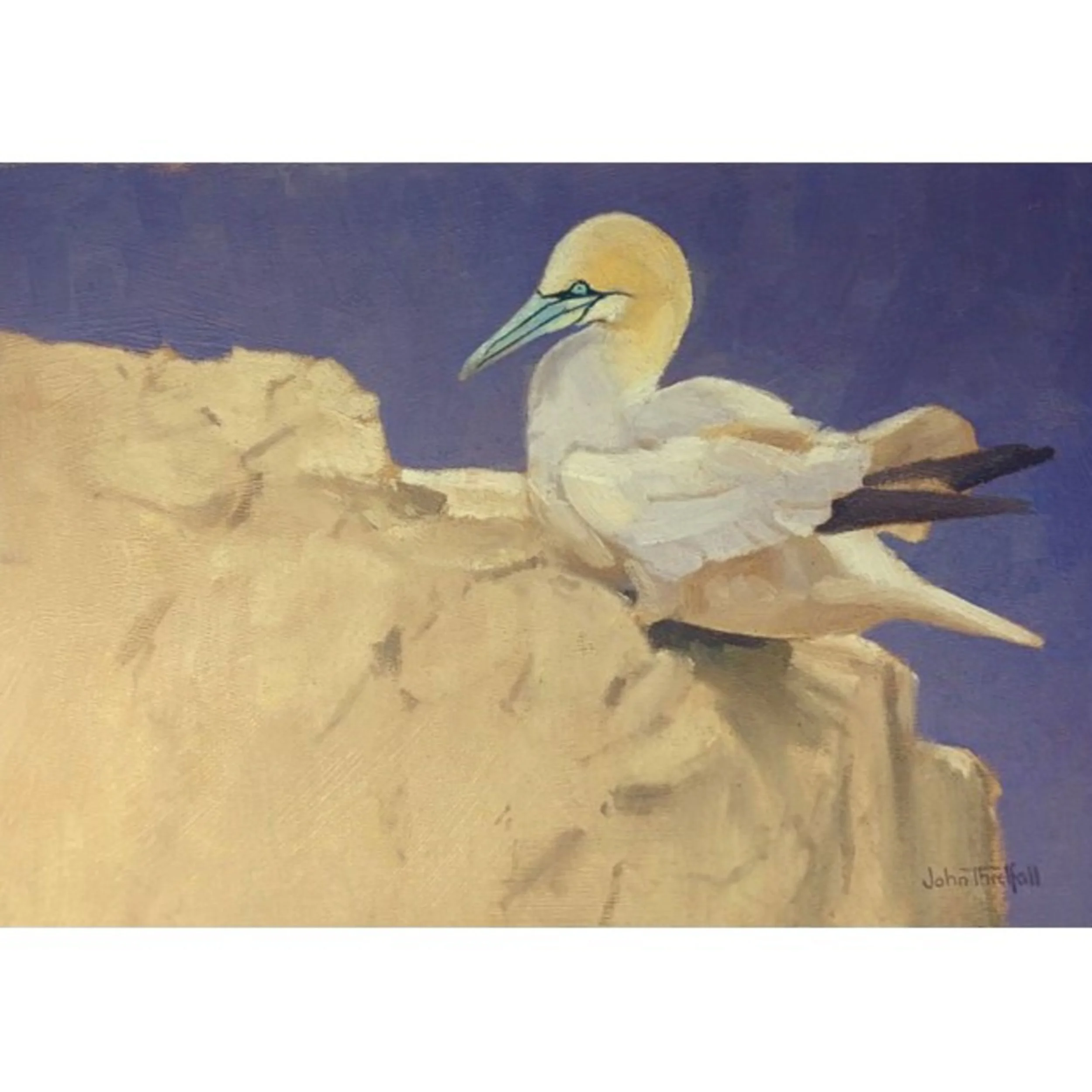 Gannet