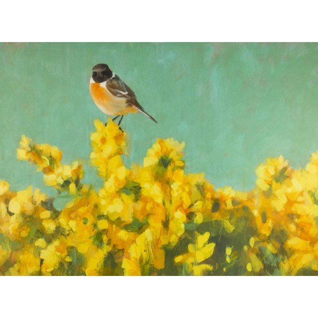 Stonechat on Gorse
