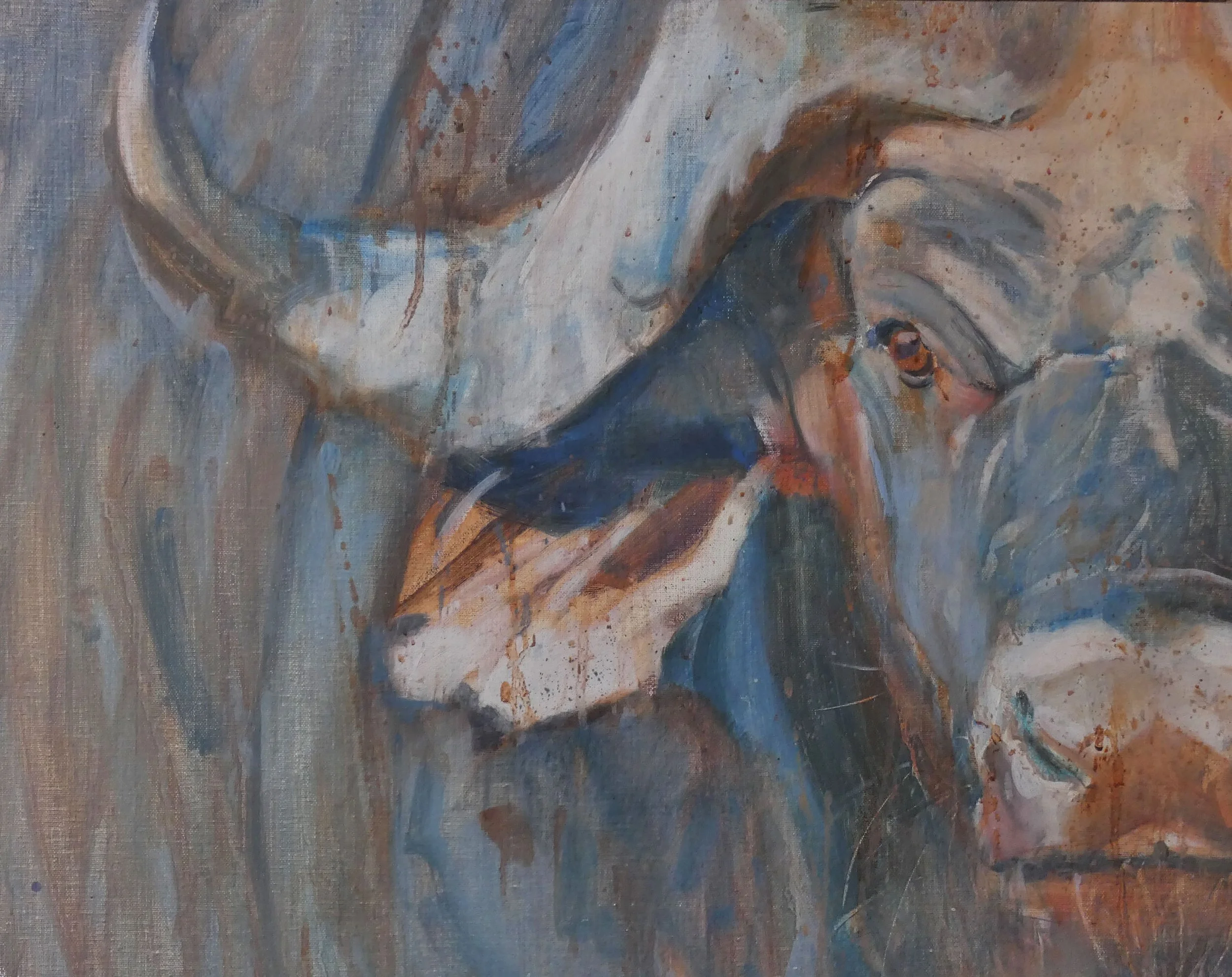 Cape Buffalo Stare - John Threlfall.jpg