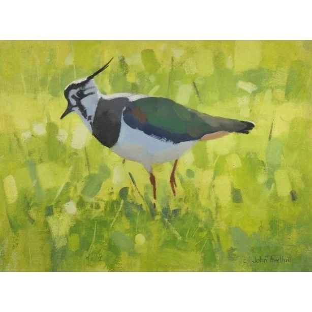 Lapwing