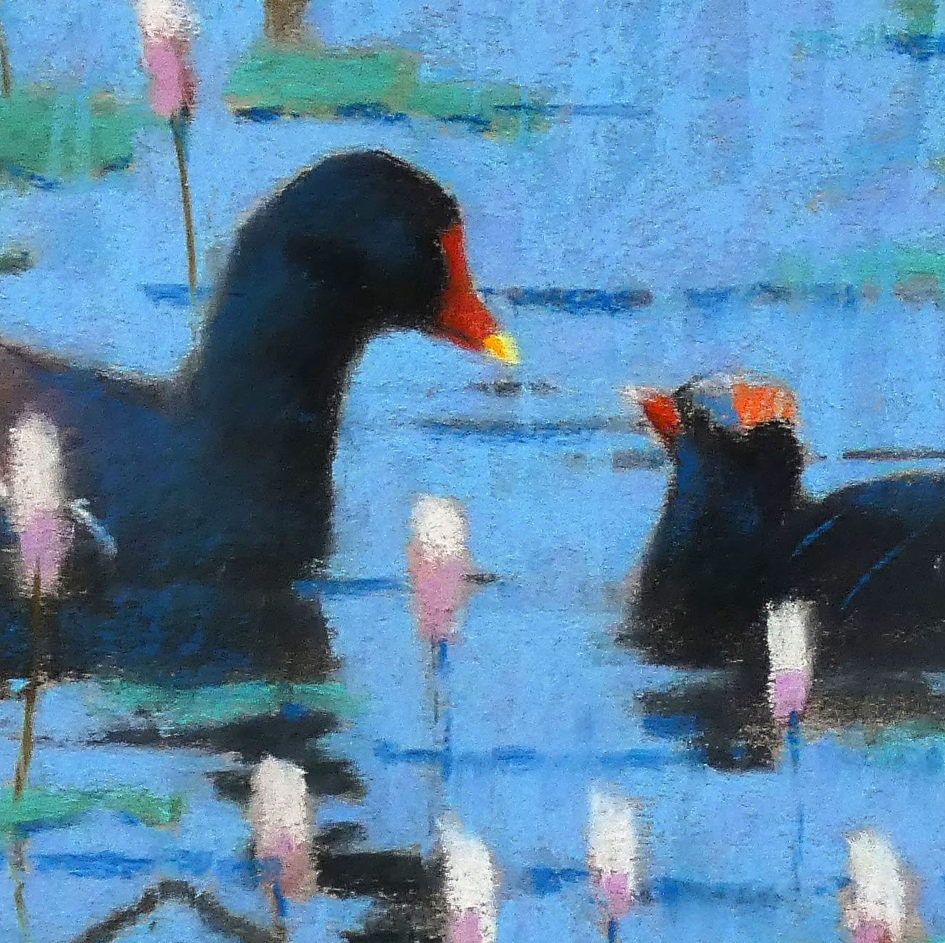 Moorhen and Chicks_edited b.jpg