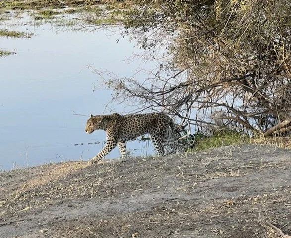 Tracking Leopards — The Mersey Review
