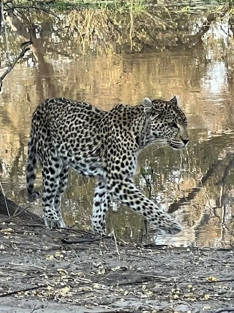 Tracking Leopards — The Mersey Review