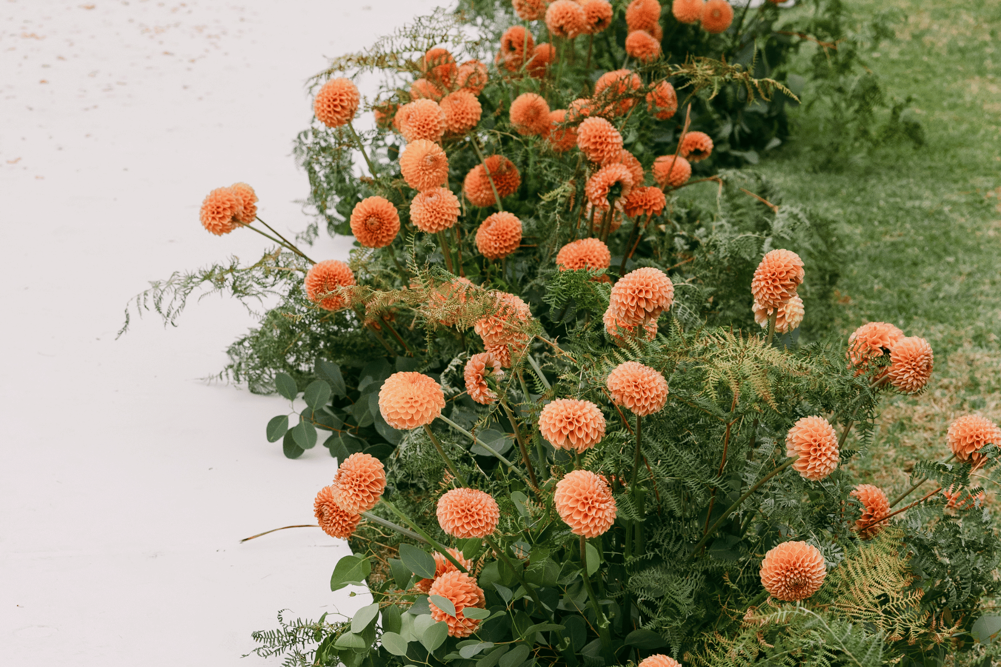 Orange dahlia flowers and green foliage arranged in a floral display with a white background.
