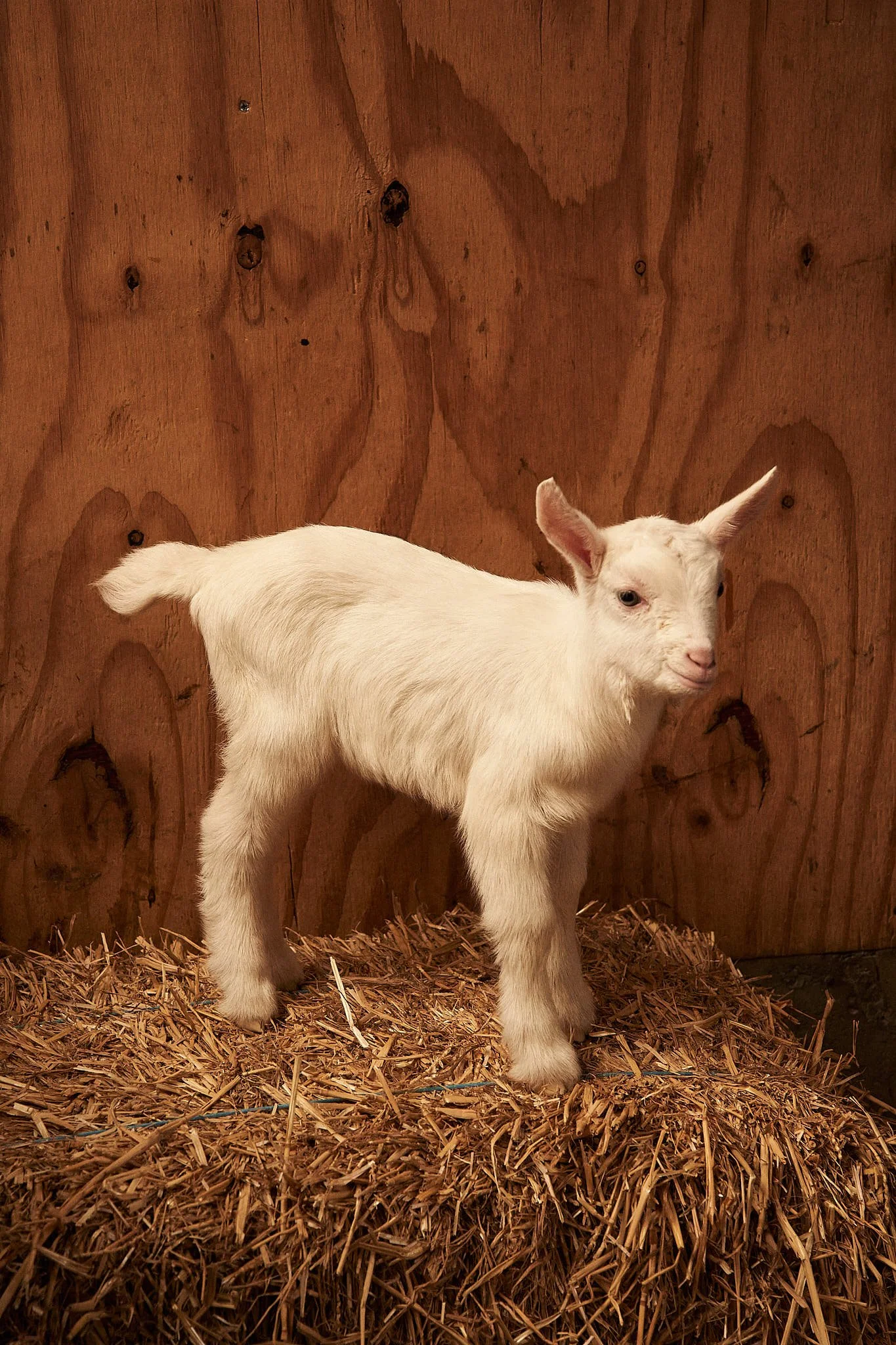 Jessica Jansen Studio Contrast by Merel Zoet_00371-1.jpg