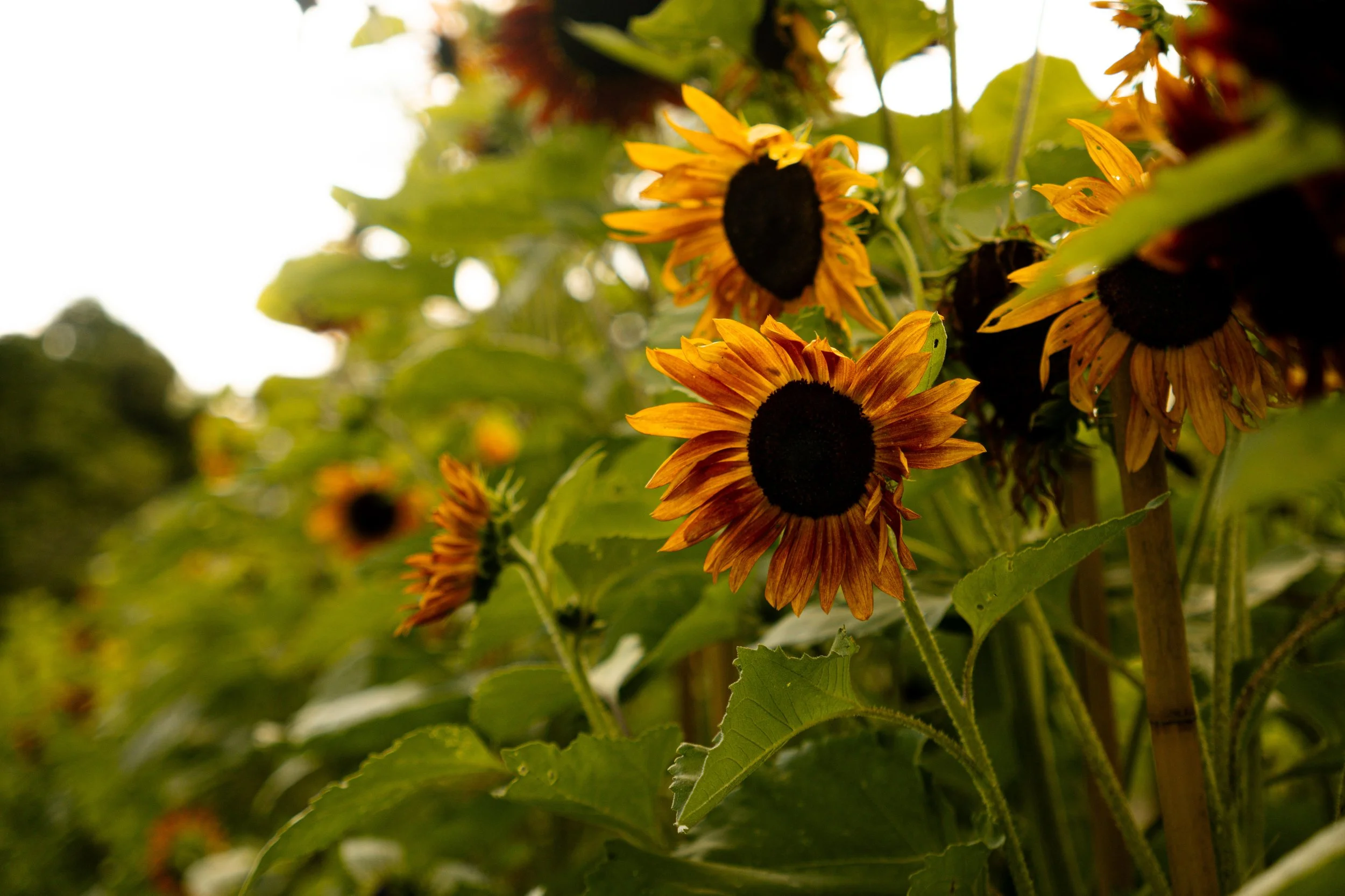 Visit the Farm (old) — 1818 Farm & Cidery | Farm-fresh and organically ...