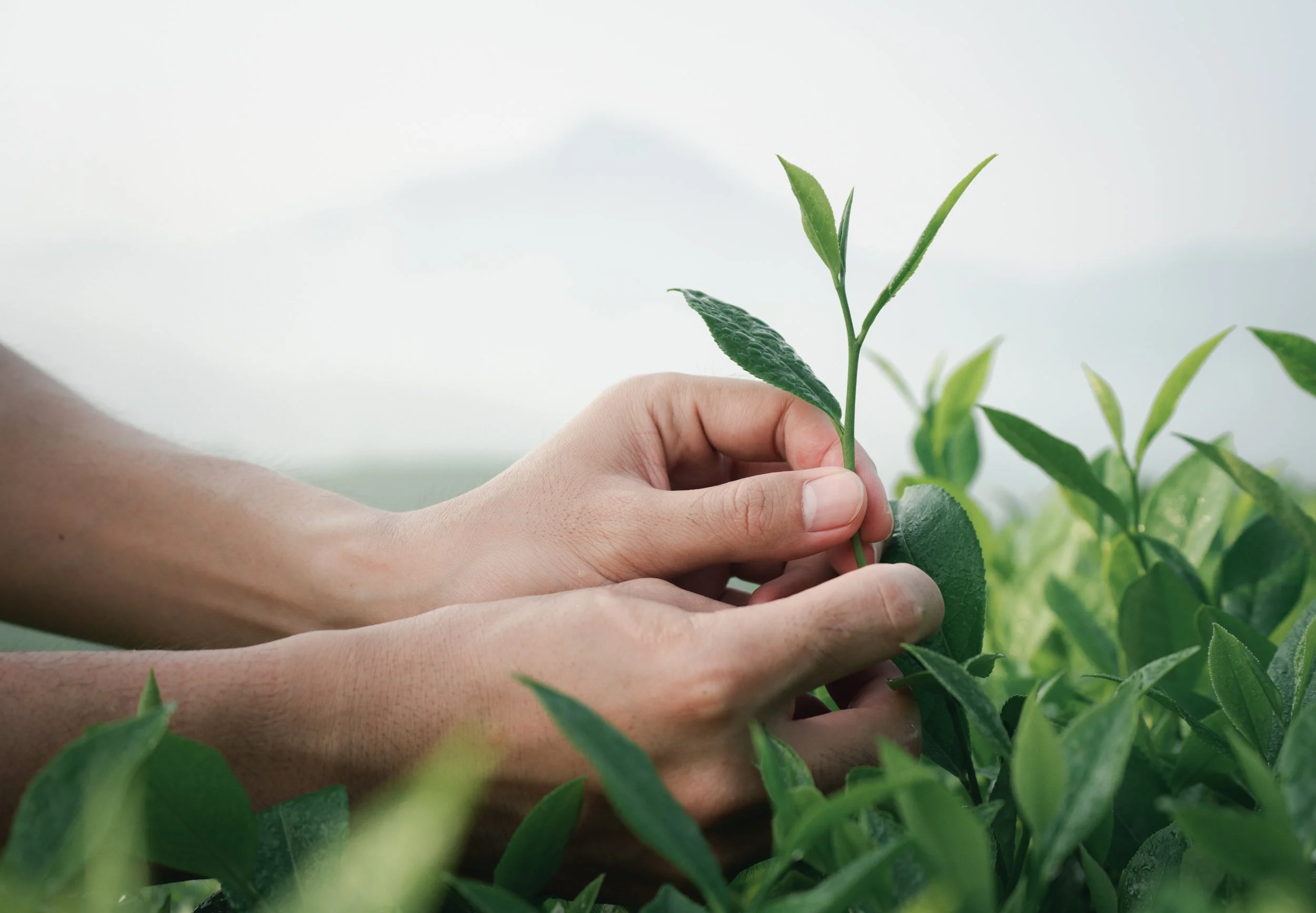 Hands holding a small tea leaf in a field, with a cloudy sky in the background.