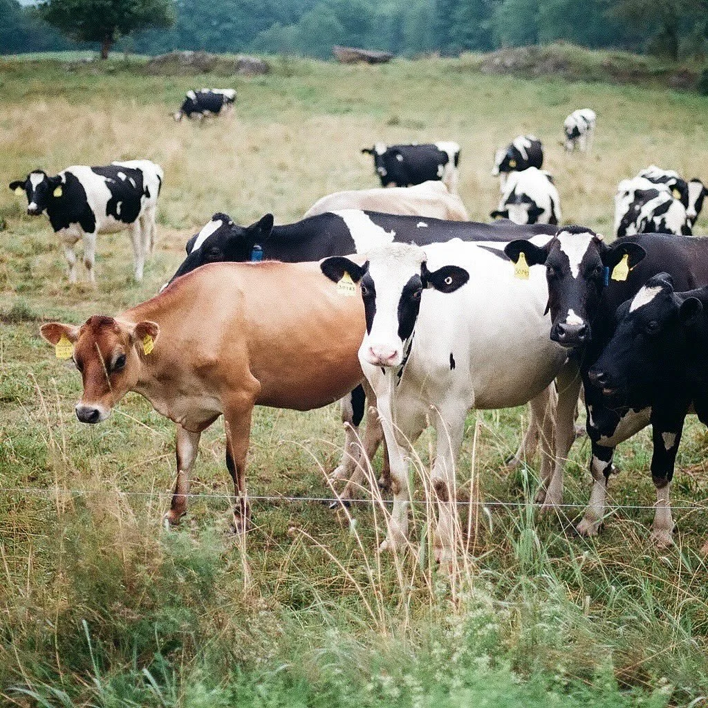 This week, we&rsquo;re featuring the Anne Saxelby Legacy Fund (ASLF) @annesaxelbylegacyfund, an inspiring initiative carrying forward the spirit and work of legendary cheesemonger and food advocate Anne Saxelby.

Anne was a pioneer in championing fin