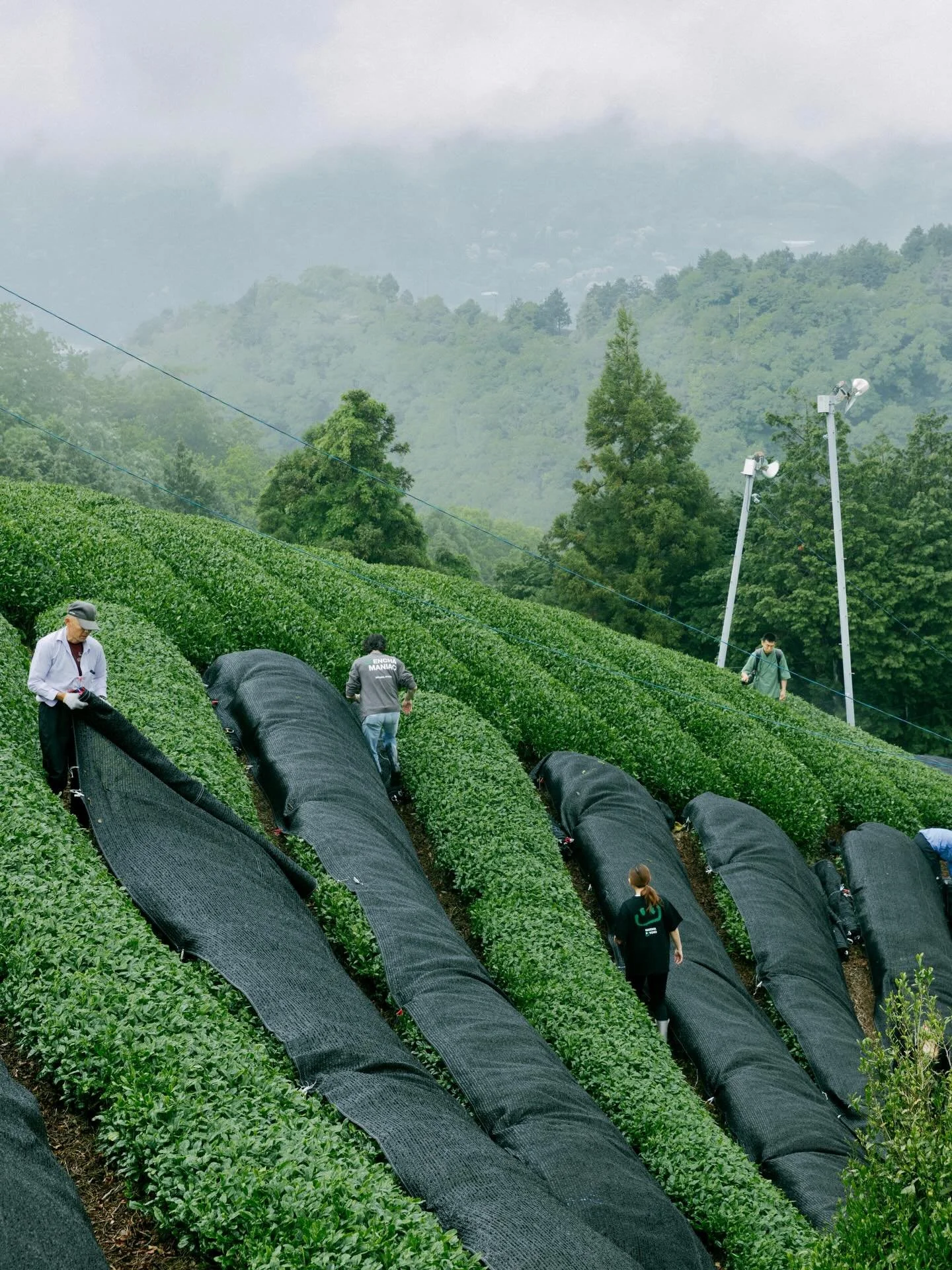Producer feature for our upcoming Culinary Industry Night on 2/1 at @thirdsbk featuring @gentleartefacts, founded by @iamsabrinali &amp; @gibblegobbles 

Gentle Artefacts blends Japanese tea with ethnographic storytelling, using research, fieldwork, 