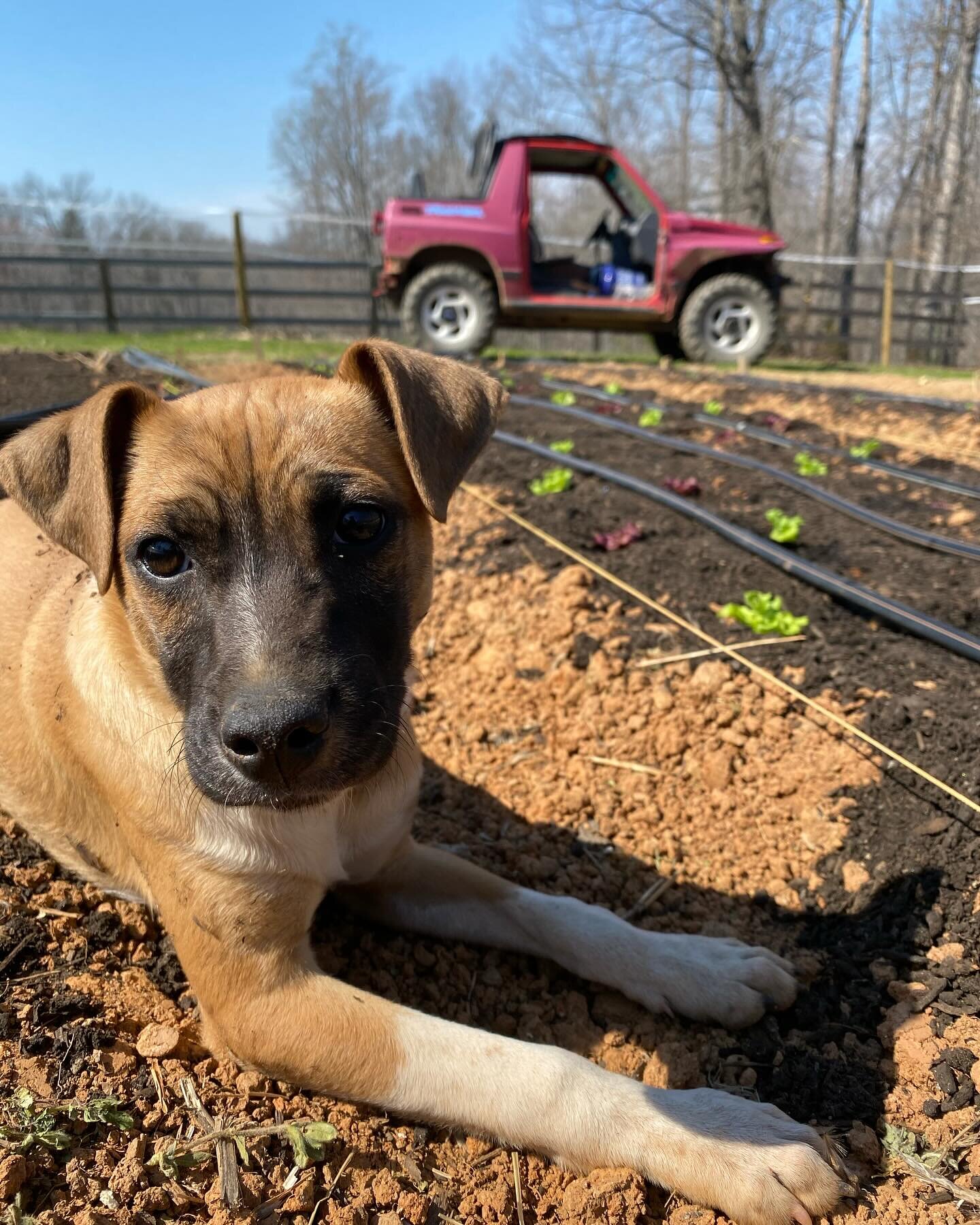 New pup, Boogie (man), &ldquo;helping&rdquo; me plant lettuce today! He&rsquo;s pretty good for a baby dog (knock on wood). Excited for this lettuce. New to me variety called &ldquo;Lollo&rdquo;