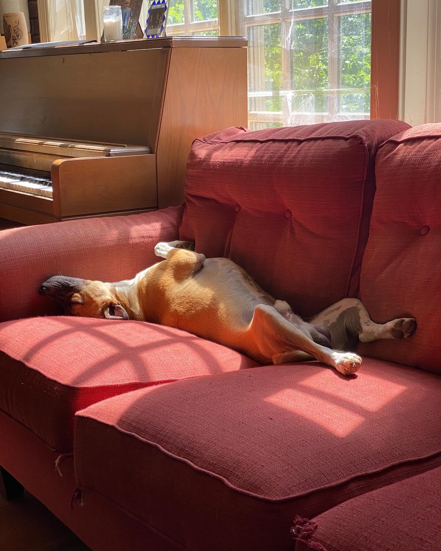 The Little Market at Lampo @lampo_pizza is RAIN or SHINE today from 3-7! We get it. You just want to be like Boogie: napping, cuddled, snuggled. Us too. But instead we will see you at 205 Monticello Road because we have A LOT OF INCREDIBLE FOOD FOR Y
